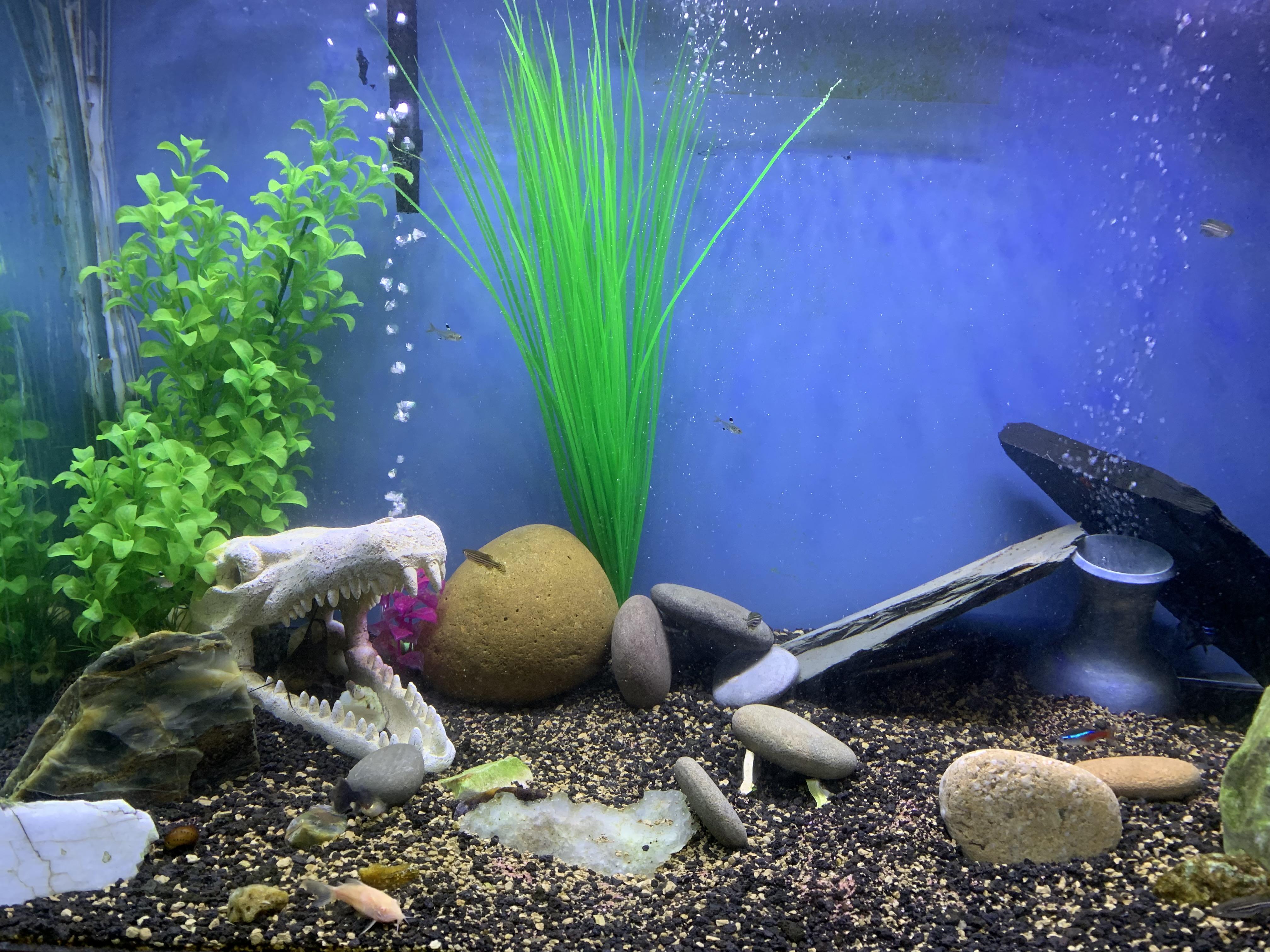 Redid my fish tank last night. I know I have fake plants in there, but