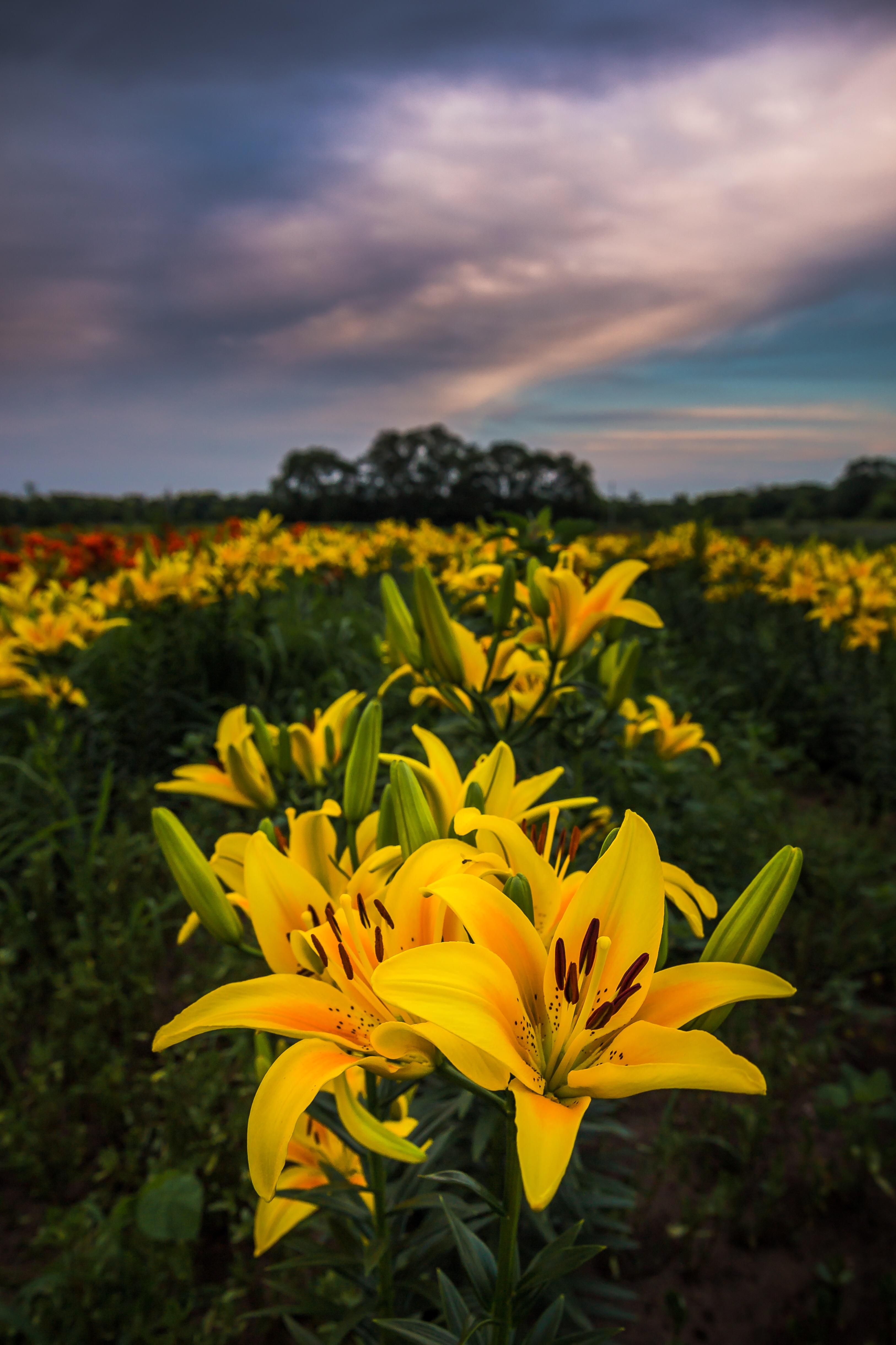 Flower field in the south suburbs of the twin cities. Lilly rows were in strong bloom! r/minnesota