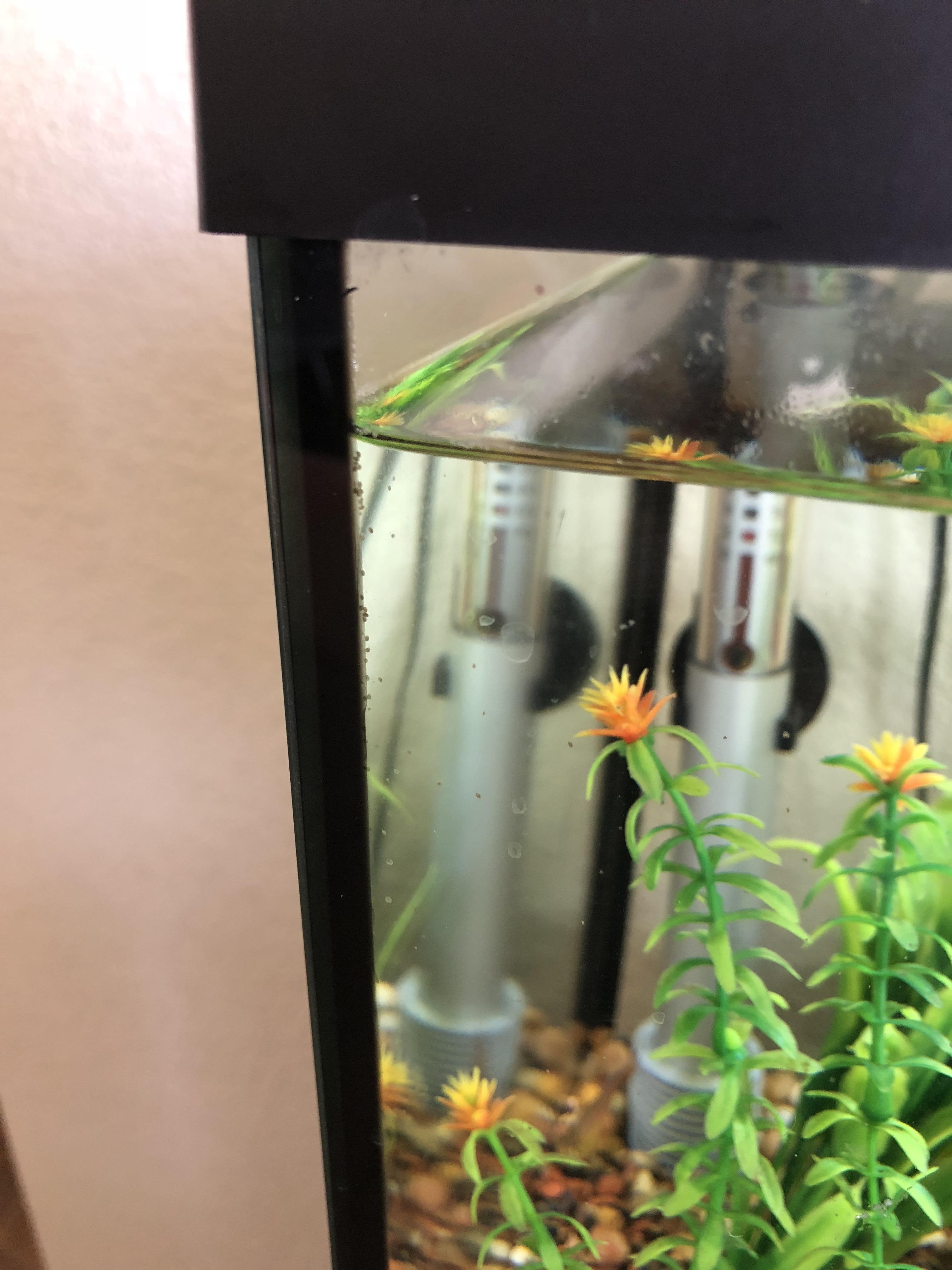 [Help] Just noticed these little specks in a dark corner of my aquarium