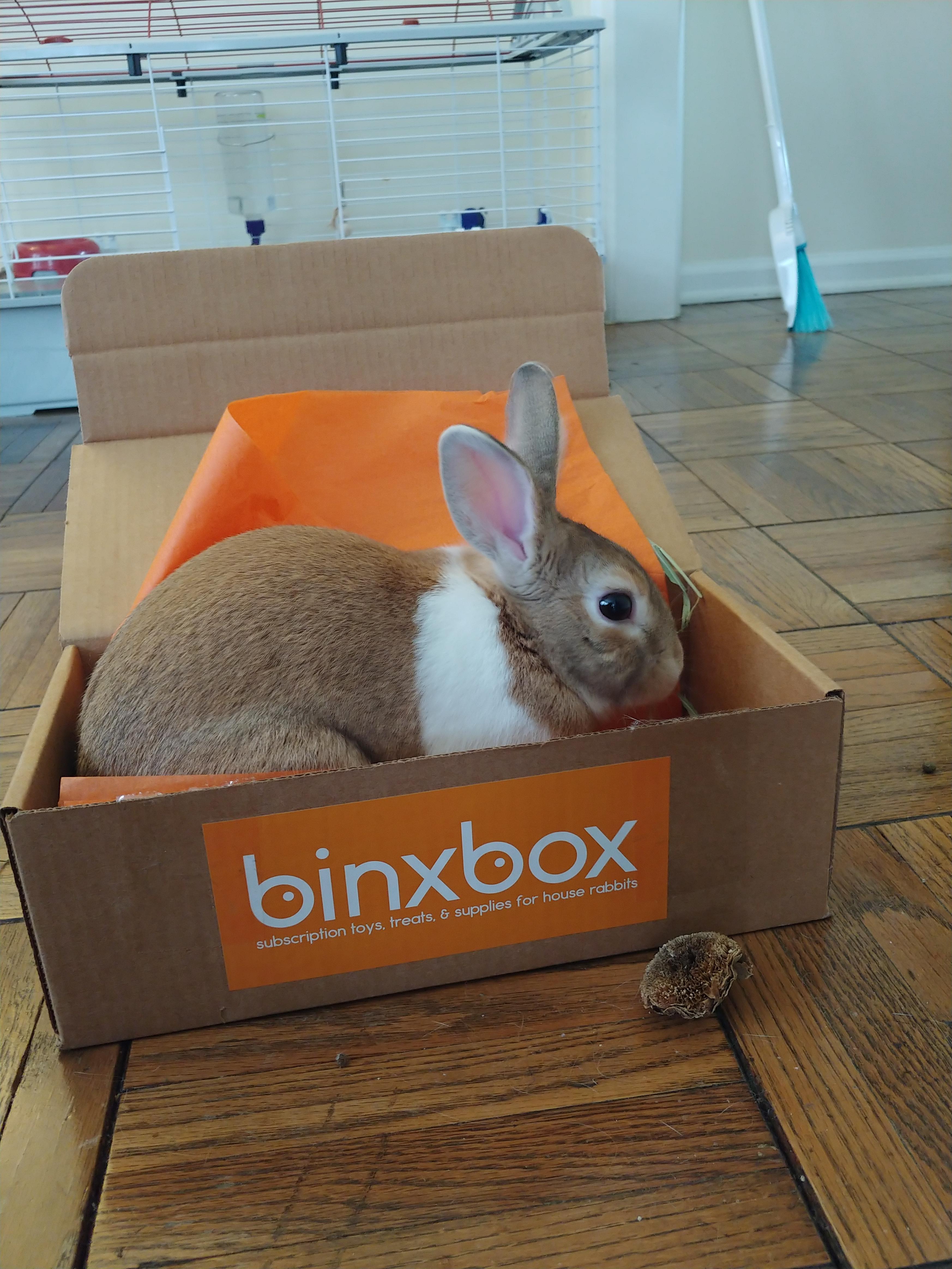"If I Fits I Sits" also applies to bunnies r/Rabbits