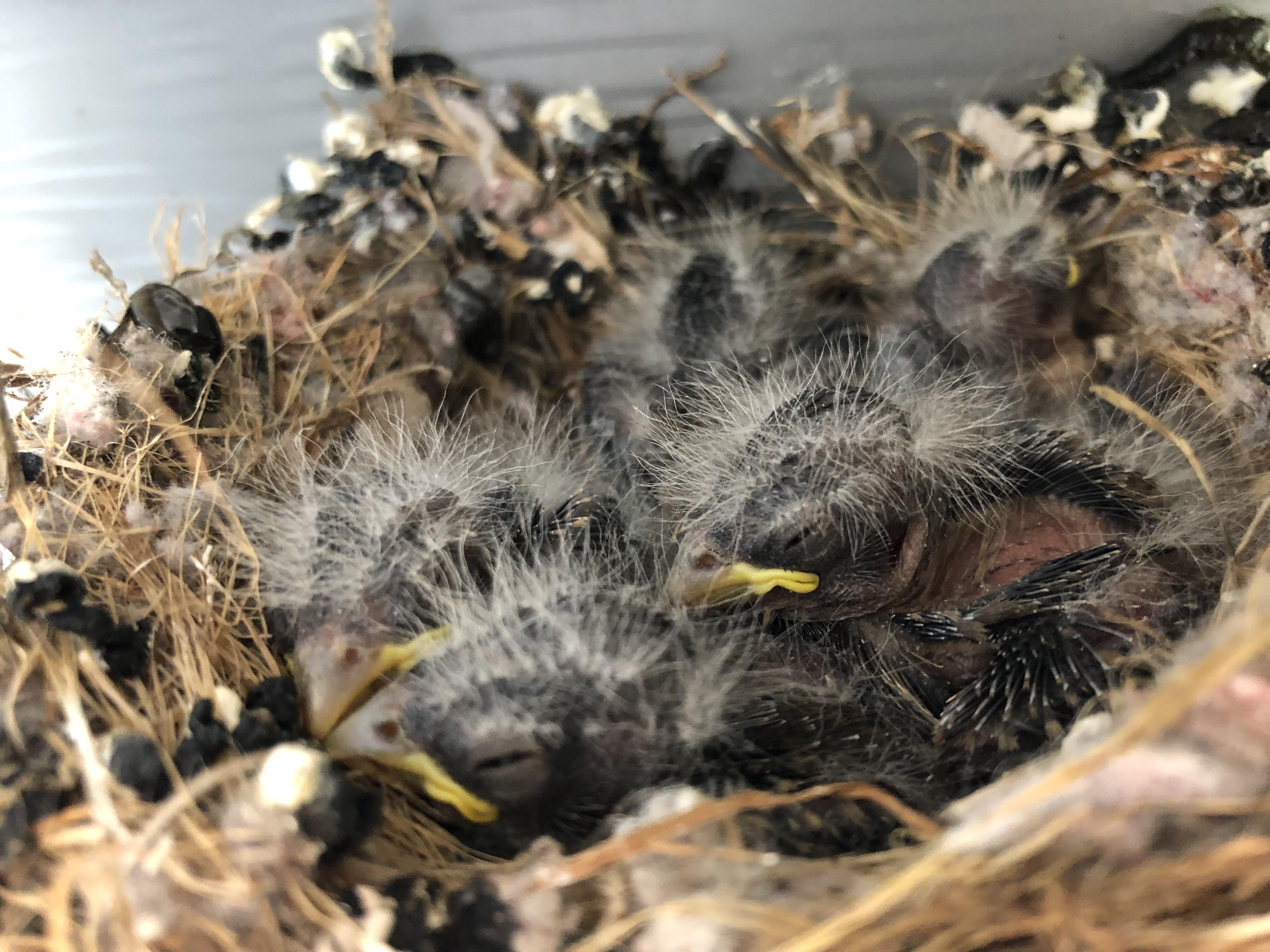House Finch Babies r/birding