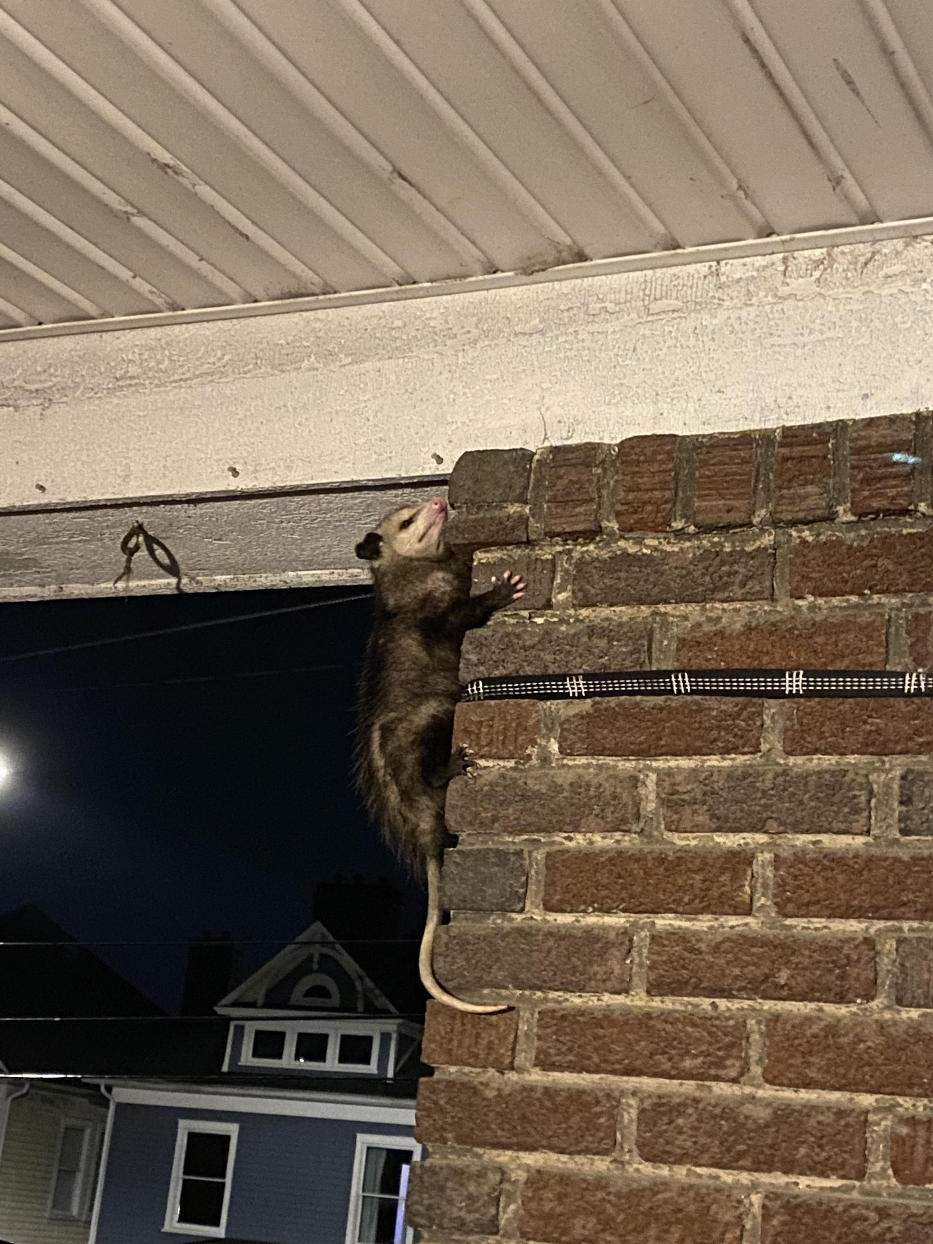 Say hello to my little friend. r/Knoxville