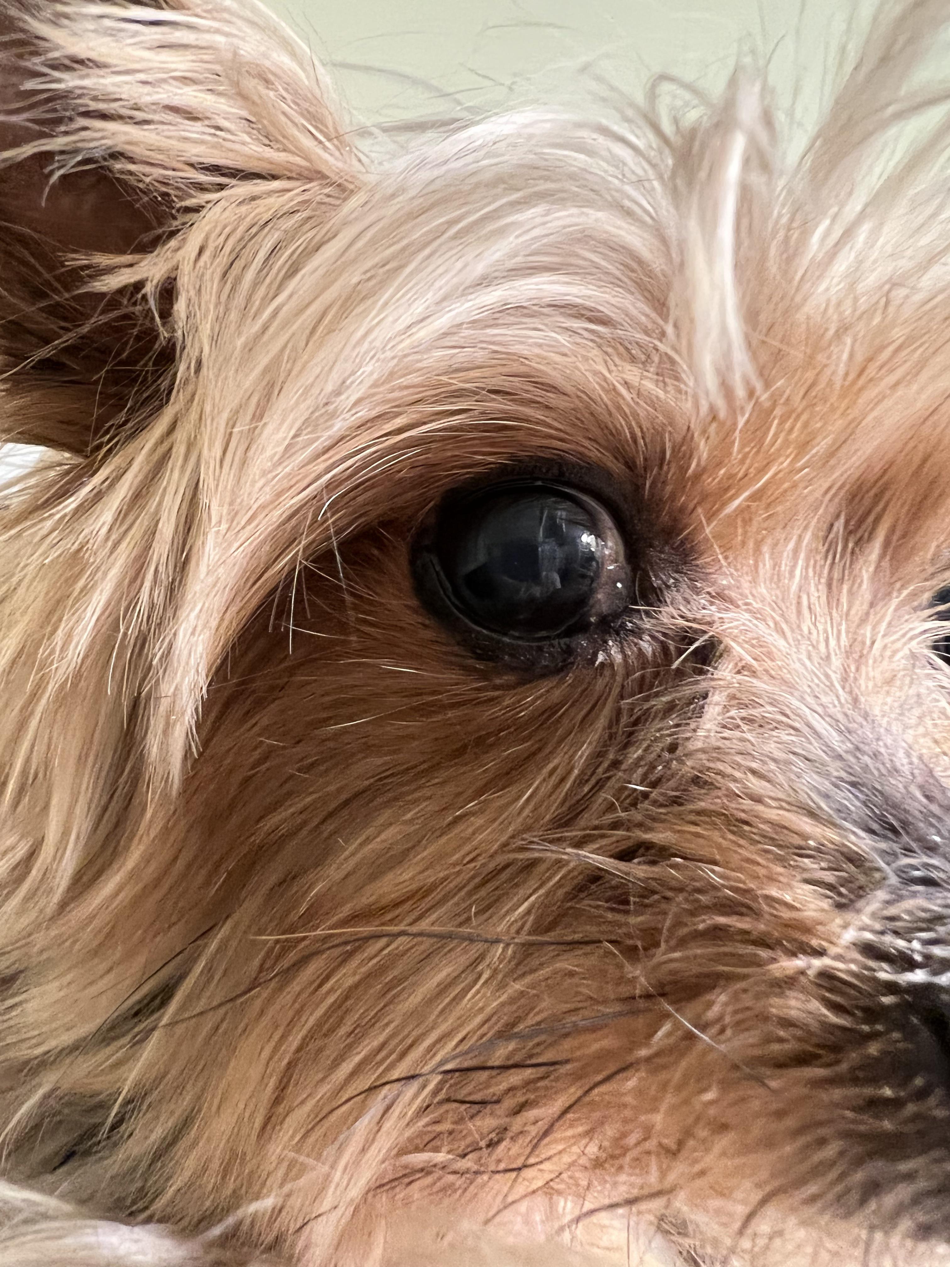 Yorkie eye gunk my girl has had eye gunk going on almost 1yr now. I