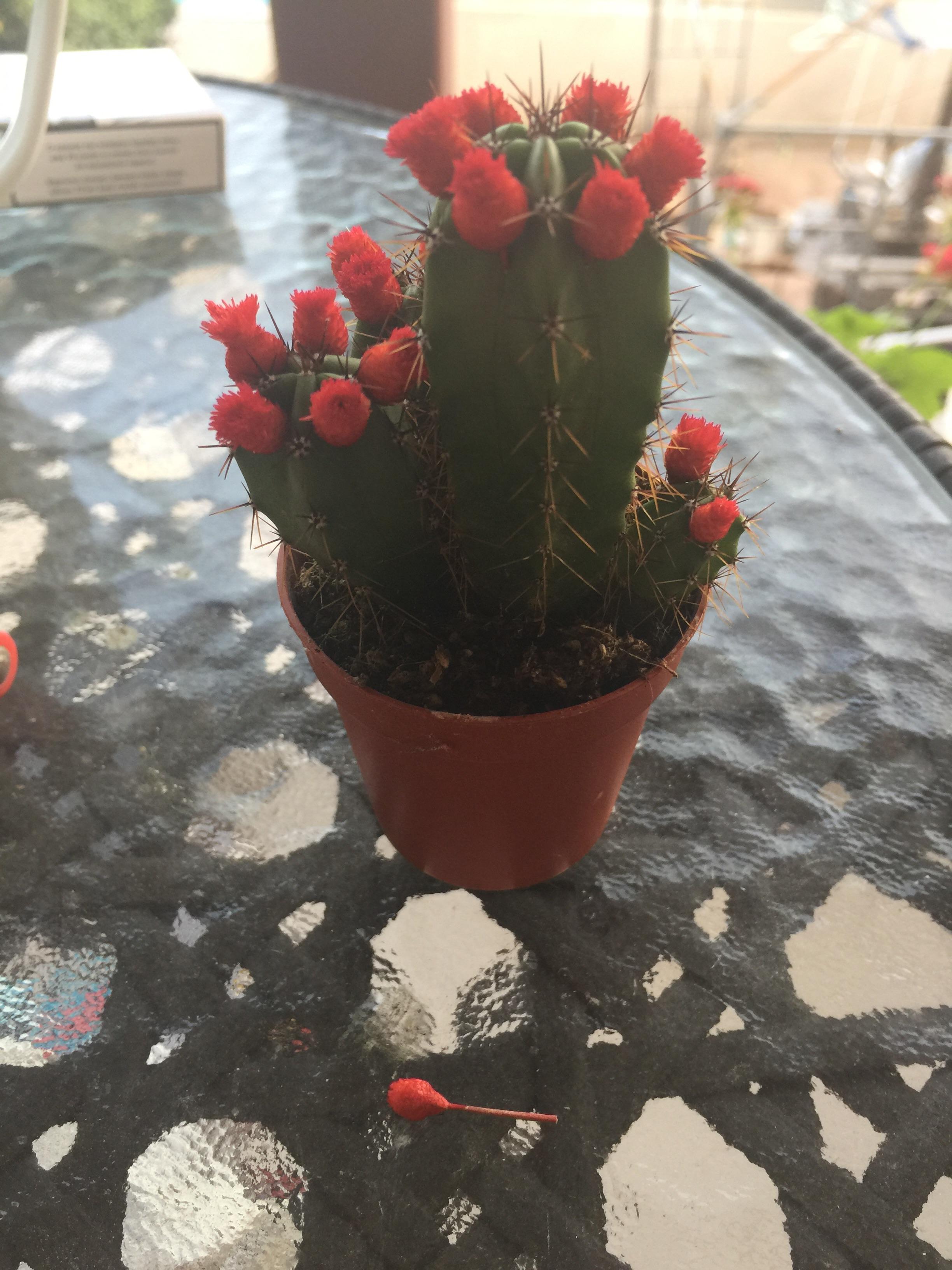 Cactus sold with fake flowers in it to make it more appealing