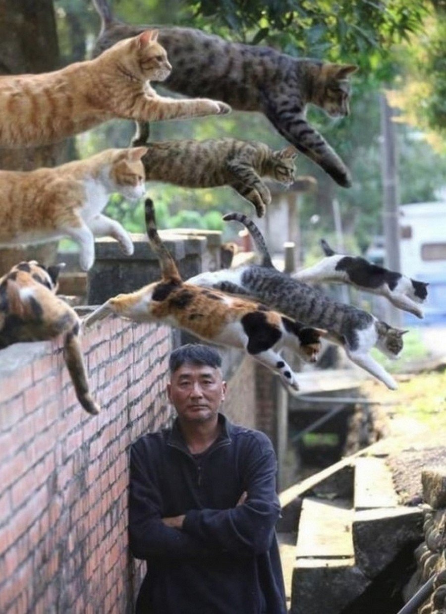 Cats jumping off the wall. r/oddlysatisfying