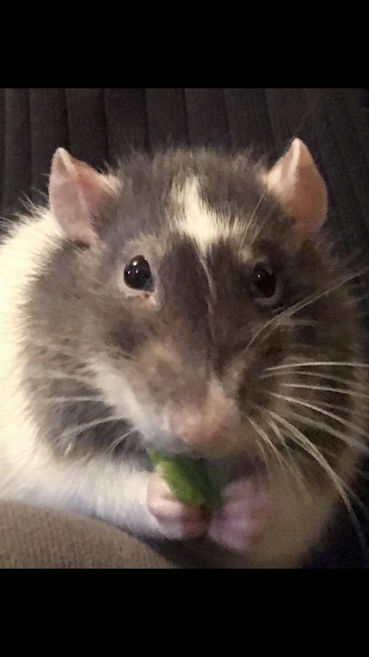 Close up of Oreo eatins some lettuce r/RATS