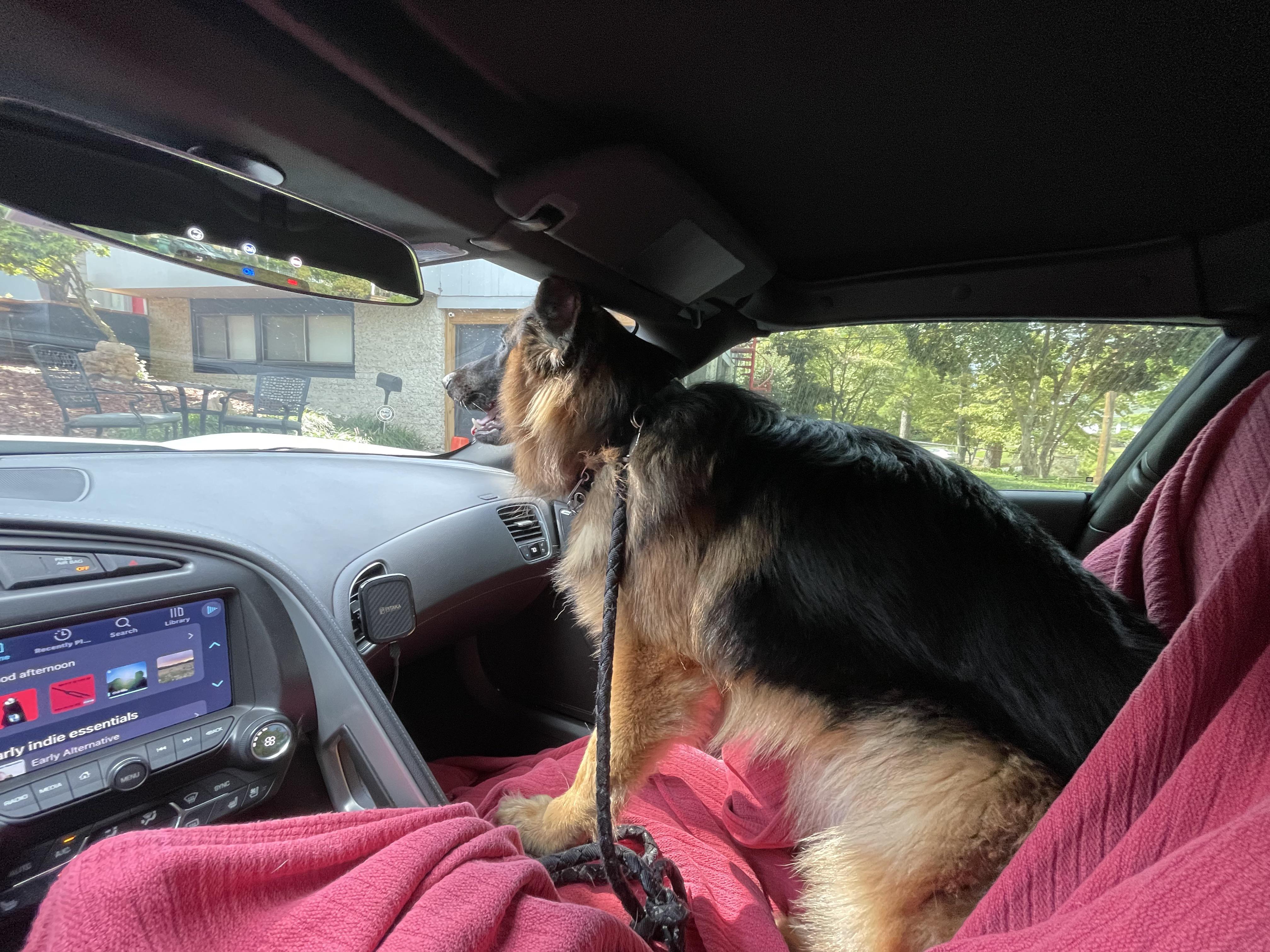 Taking my little guy for an ear cleaning and nail trim at the vet. In