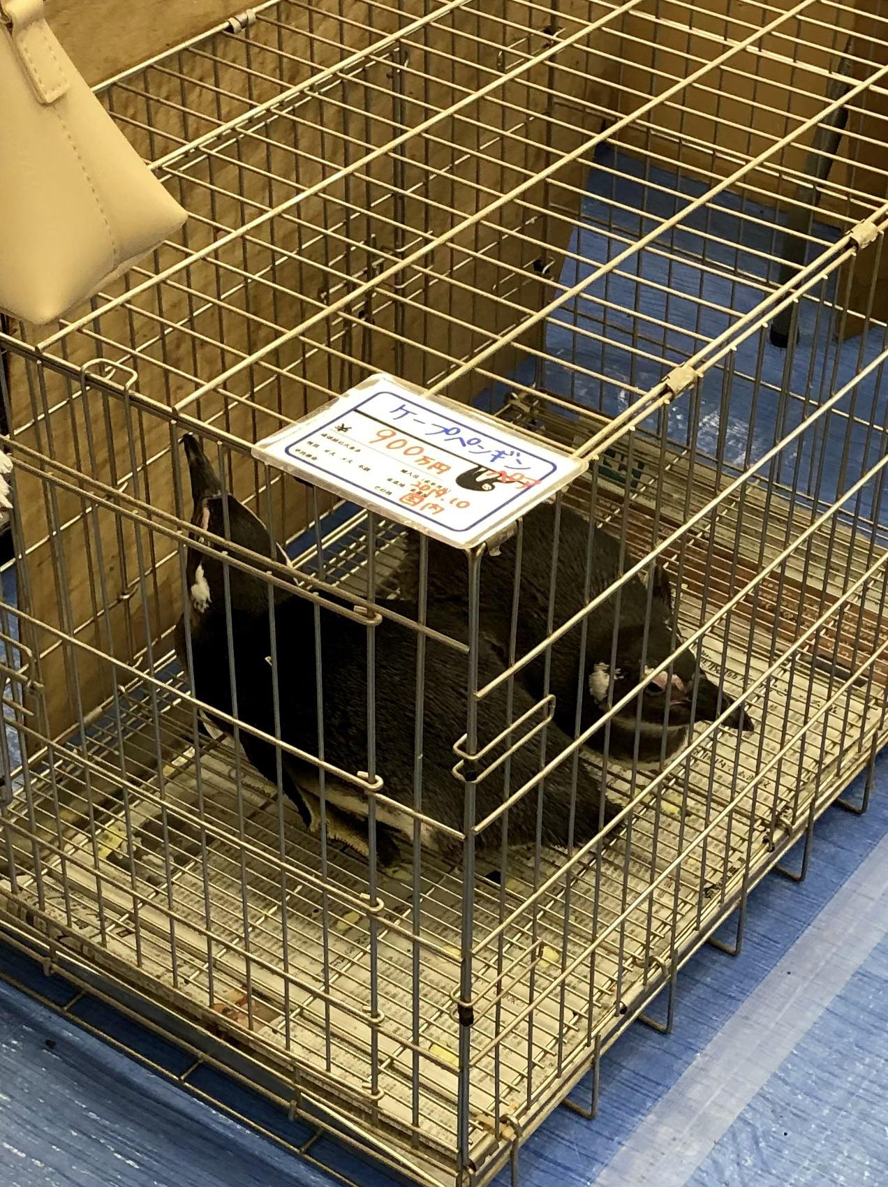 Penguins for sale at the 2020 Tokyo Reptile show r/Tokyo