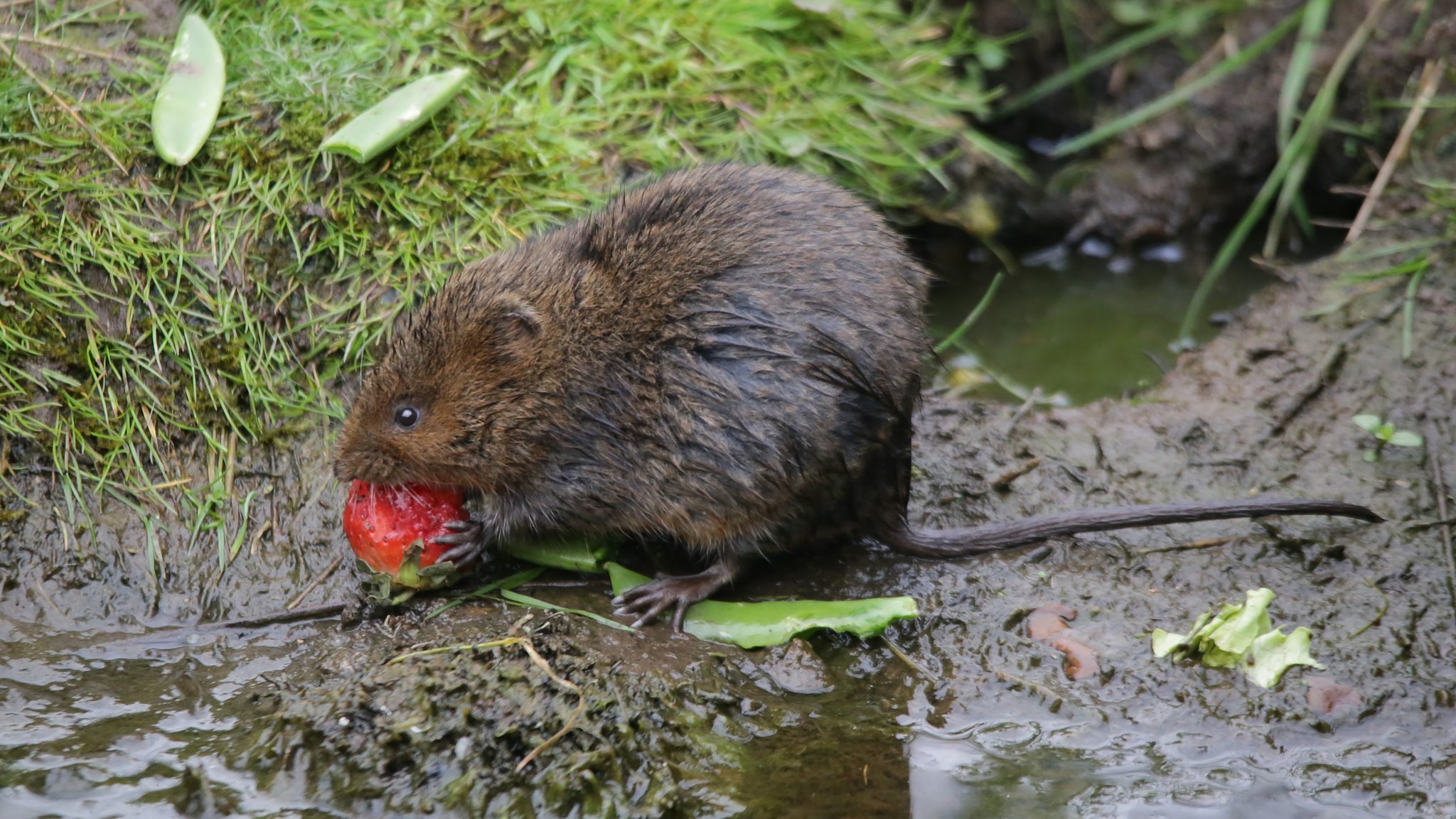 Water vole enjoying a juicy old strawberry .. Holding 8t with his