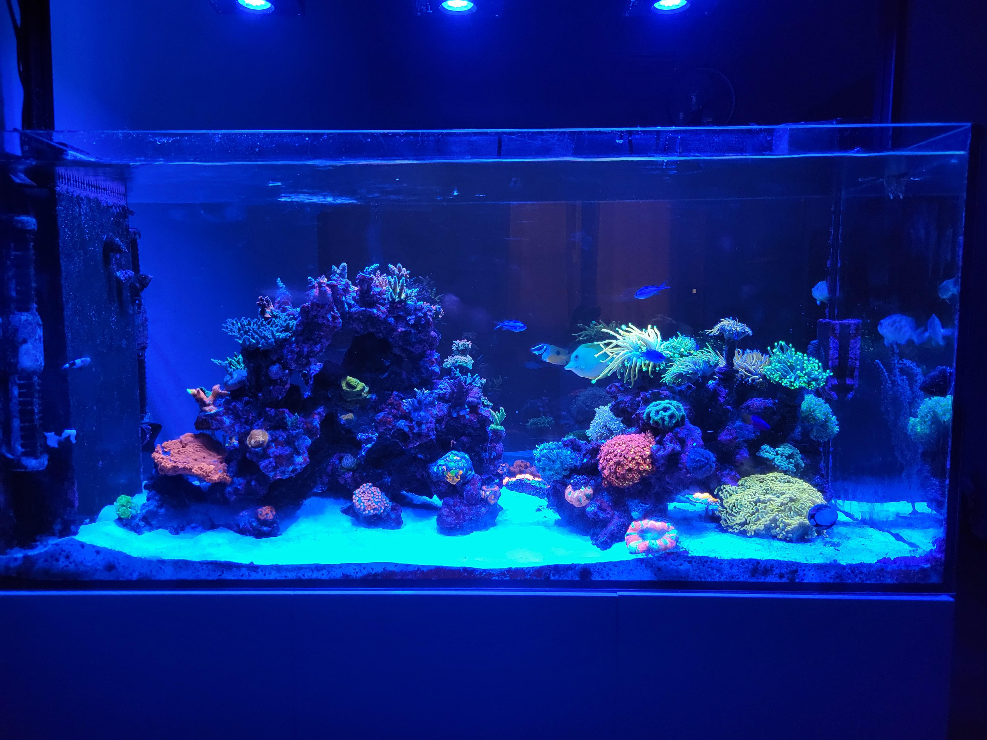 9 month update on waterbox peninsula 4820 : r/ReefTank