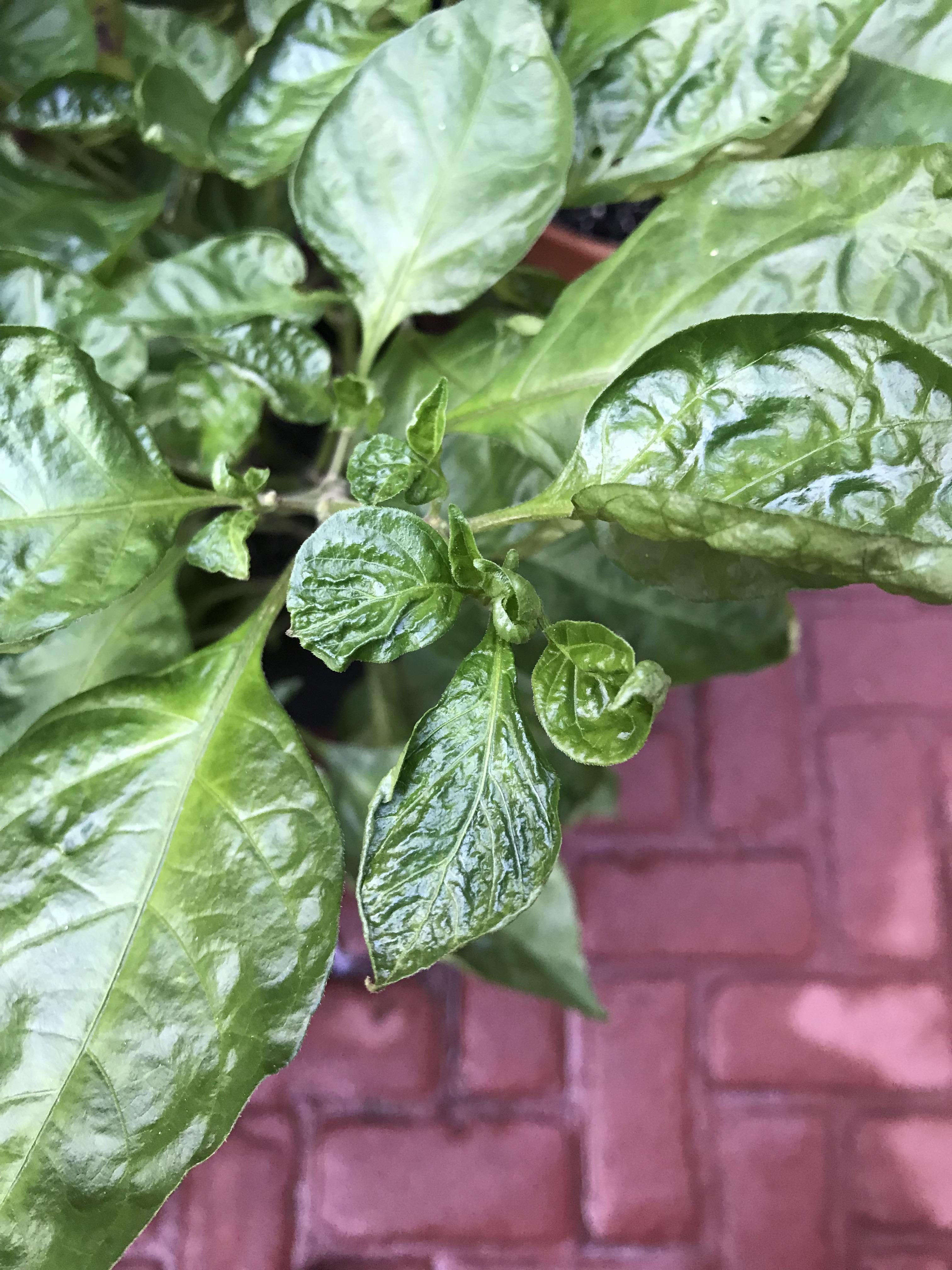 What’s wrong with my plant new growth shriveled r/HotPeppers