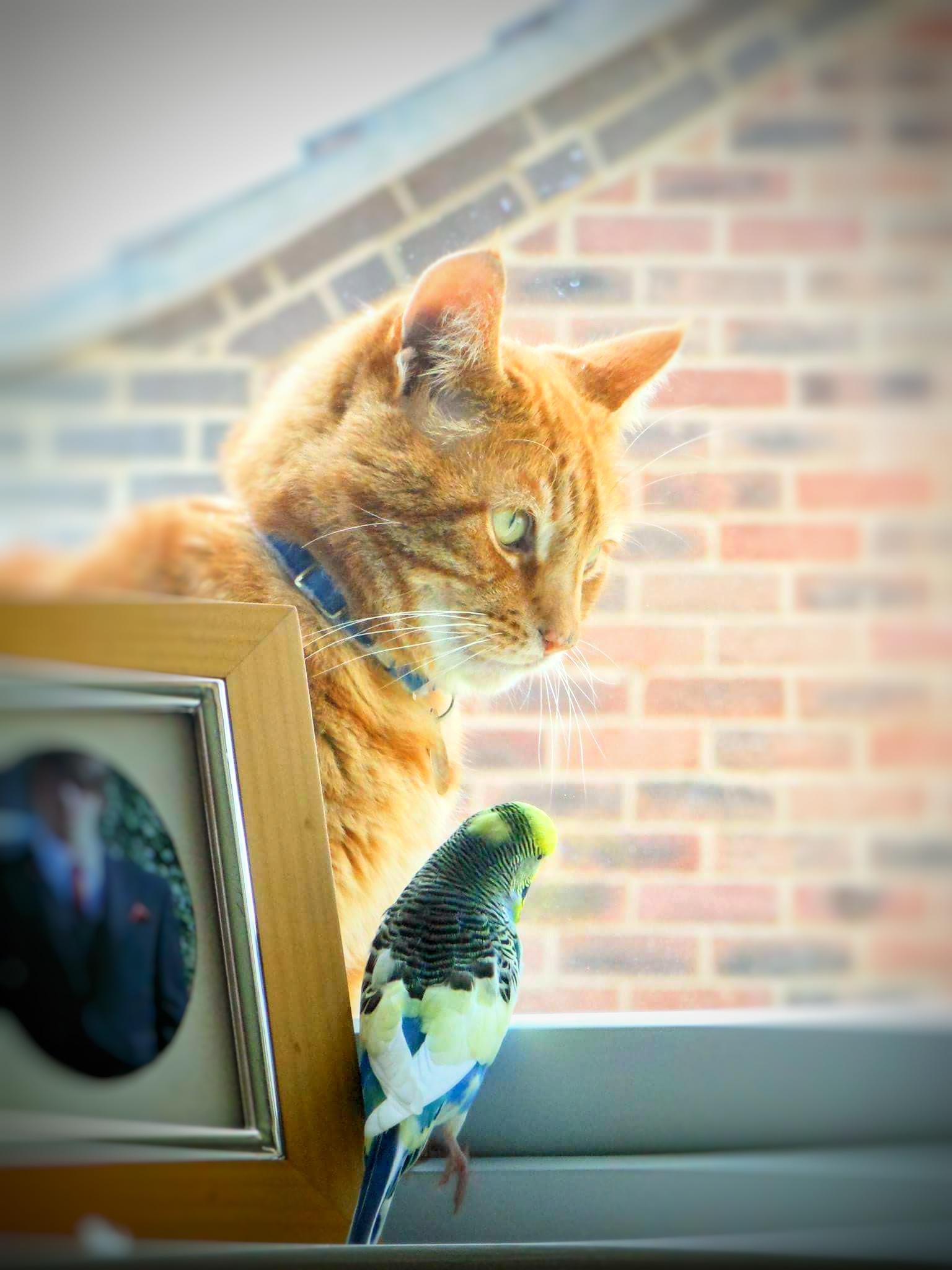 Little buddy having a chat with next doors cat ) r/aww