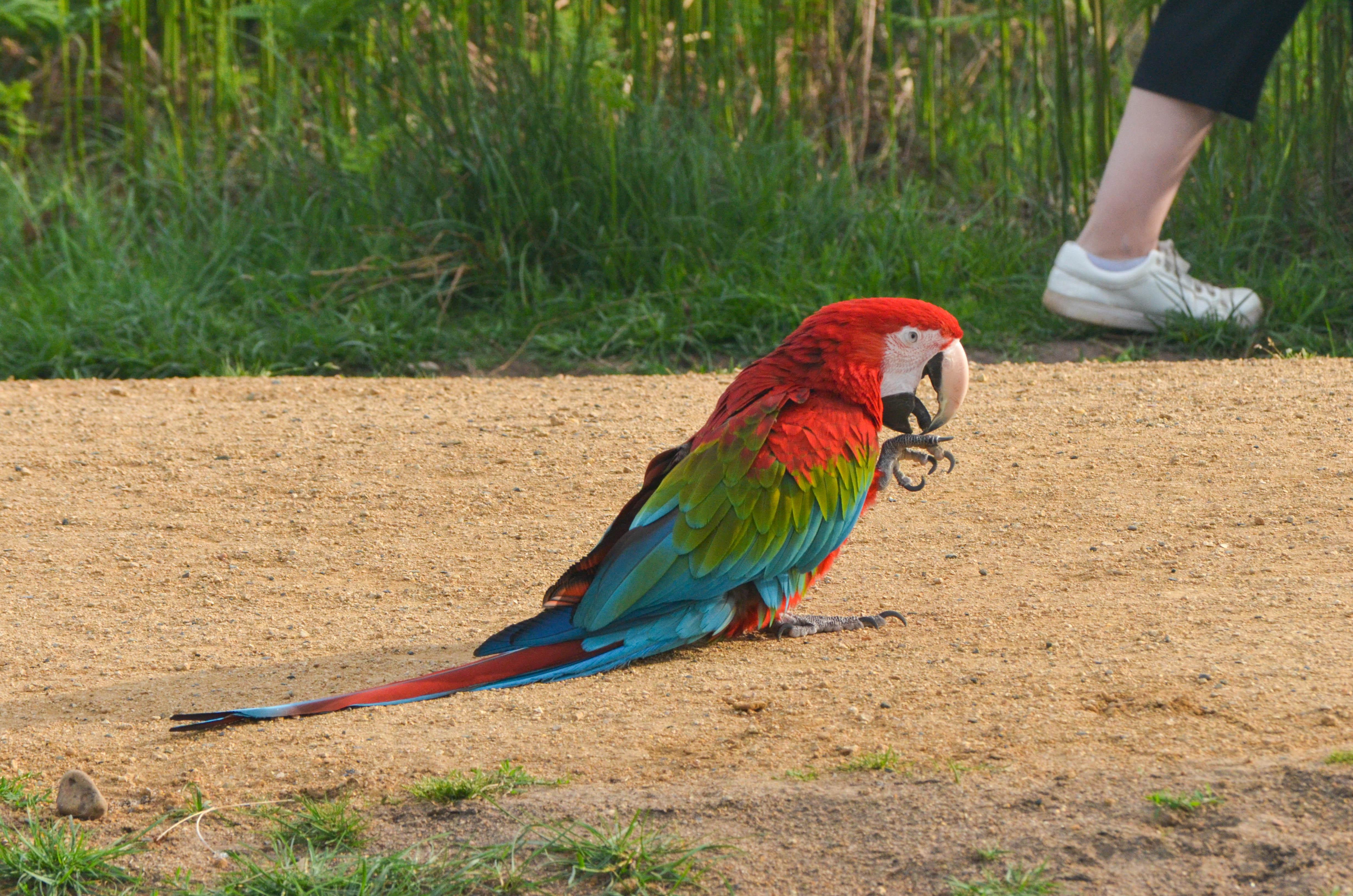 This beautiful and loud chicken is trotting along the footpaths in