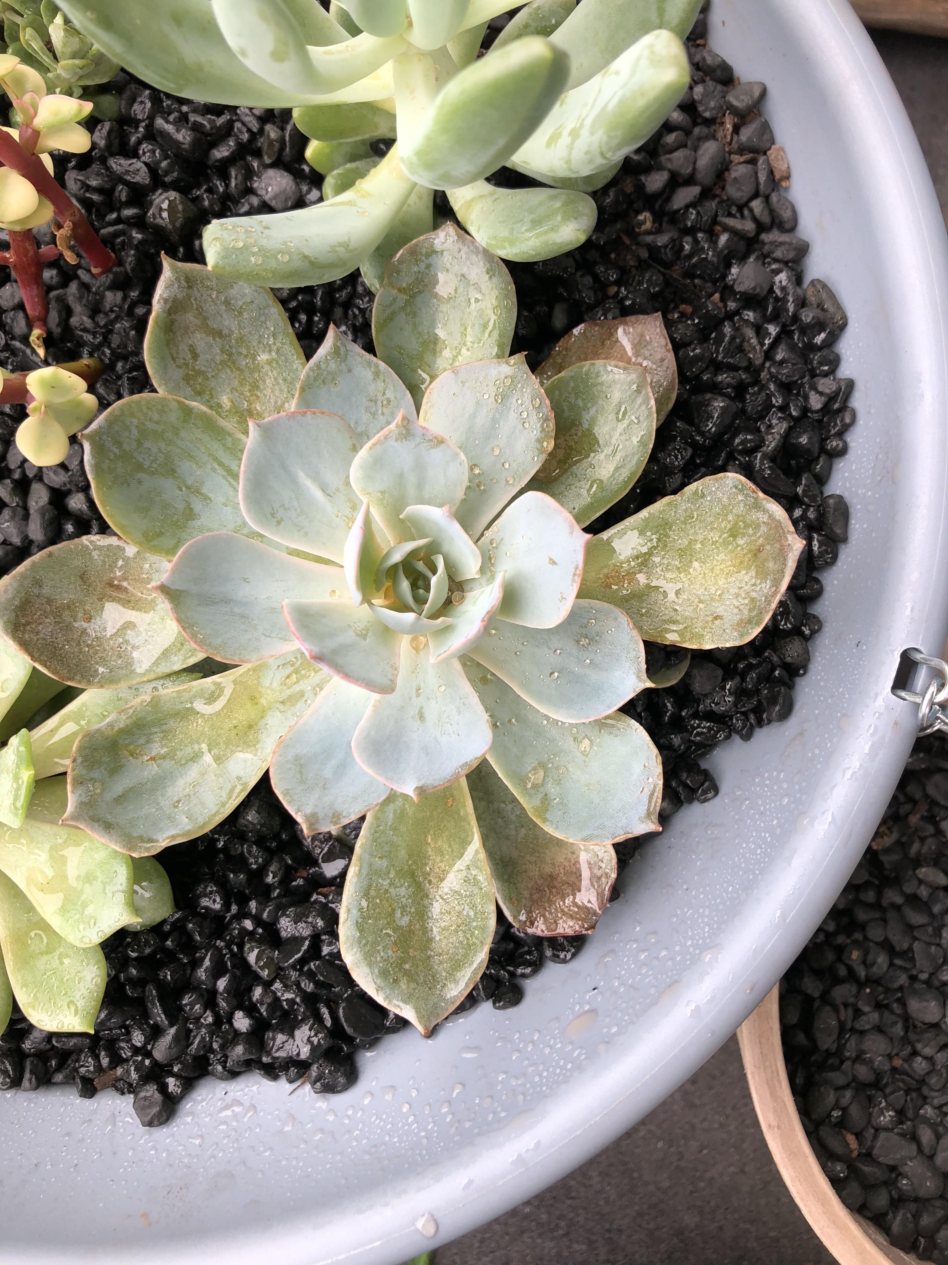 What’s happening to my succulent? The bottom leaves don’t