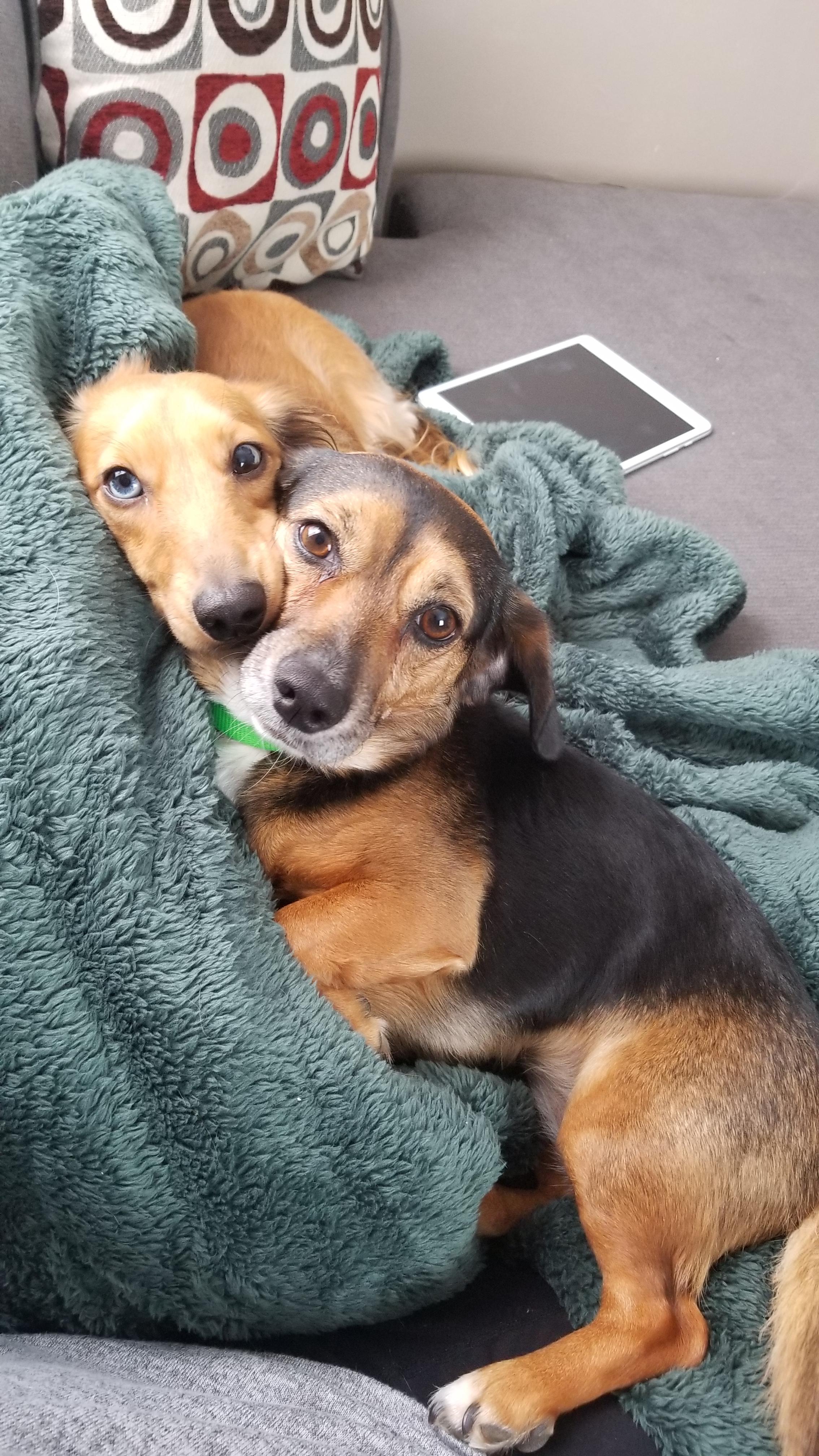 Kane got a 6 year old Beagle Doxie mix for a sister! r/Dachshund