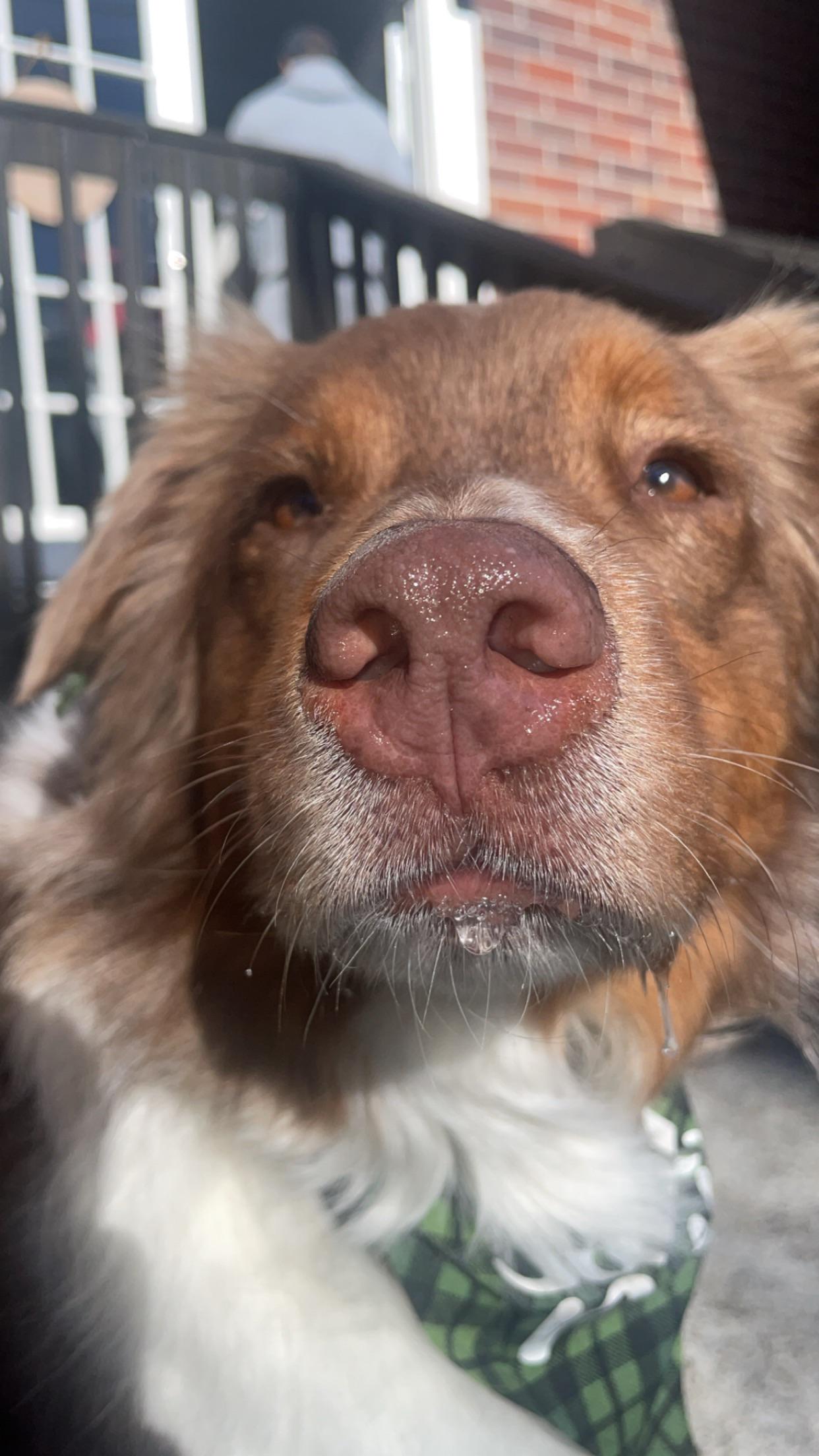 Why doesn't my dog play with other people? r/DogAdvice