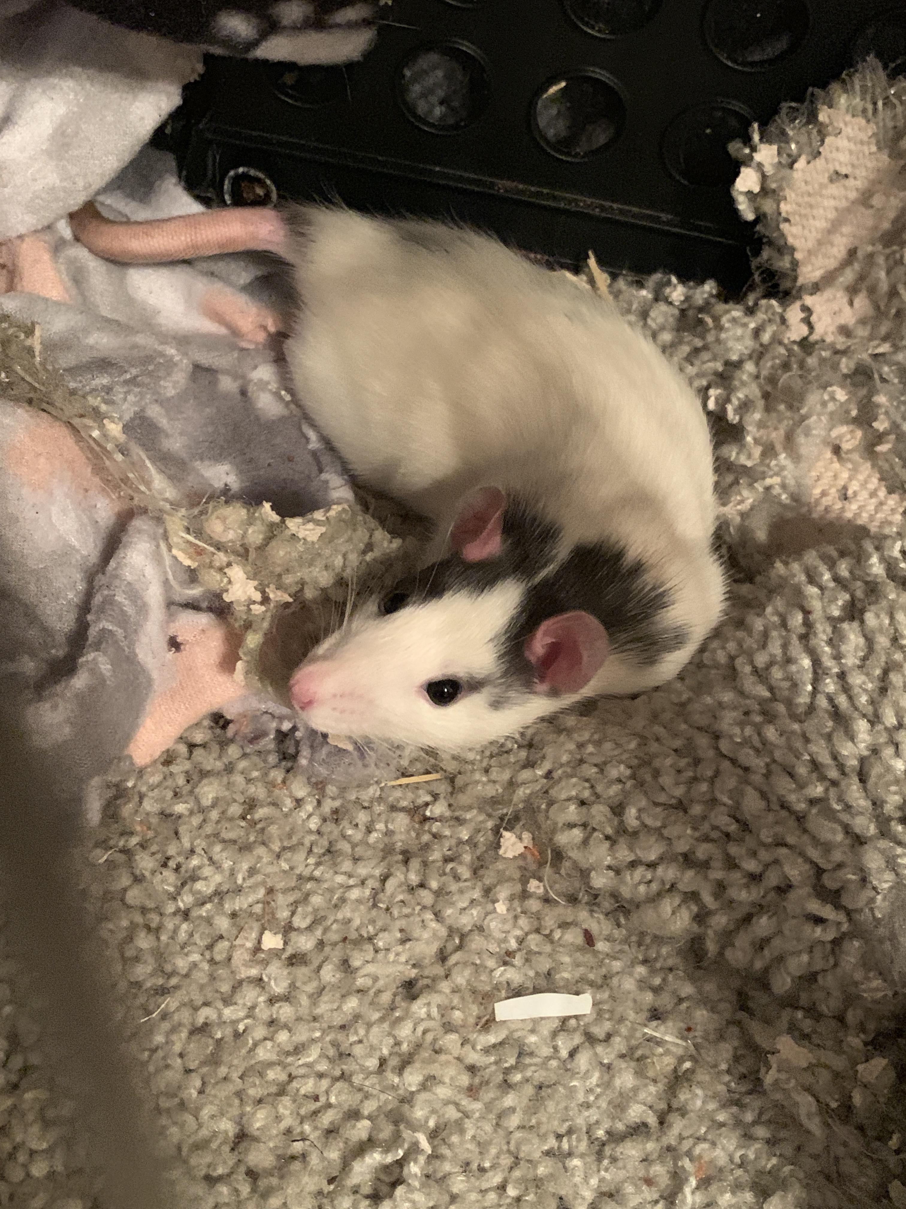 I think she’s pancaking r/RATS