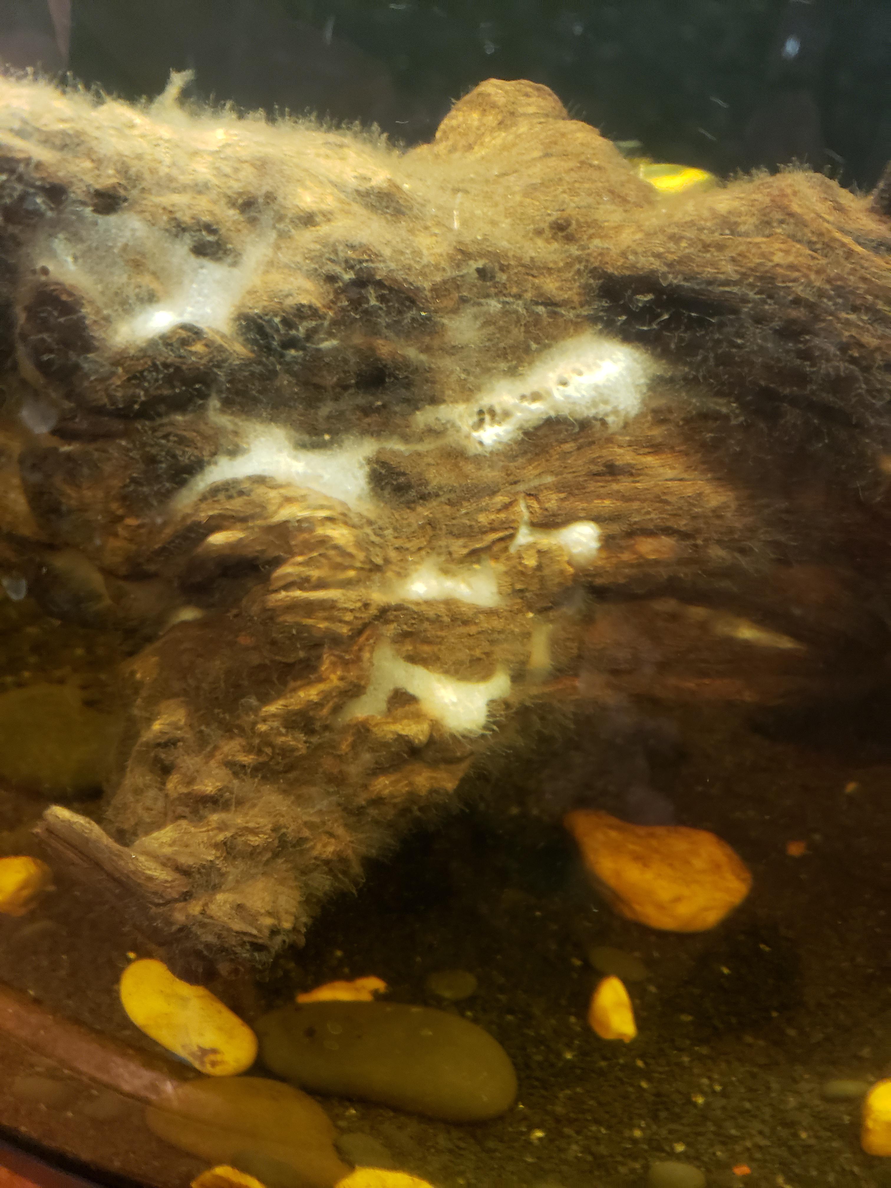 What is this? It wont go away, been on the driftwood since it sank. The