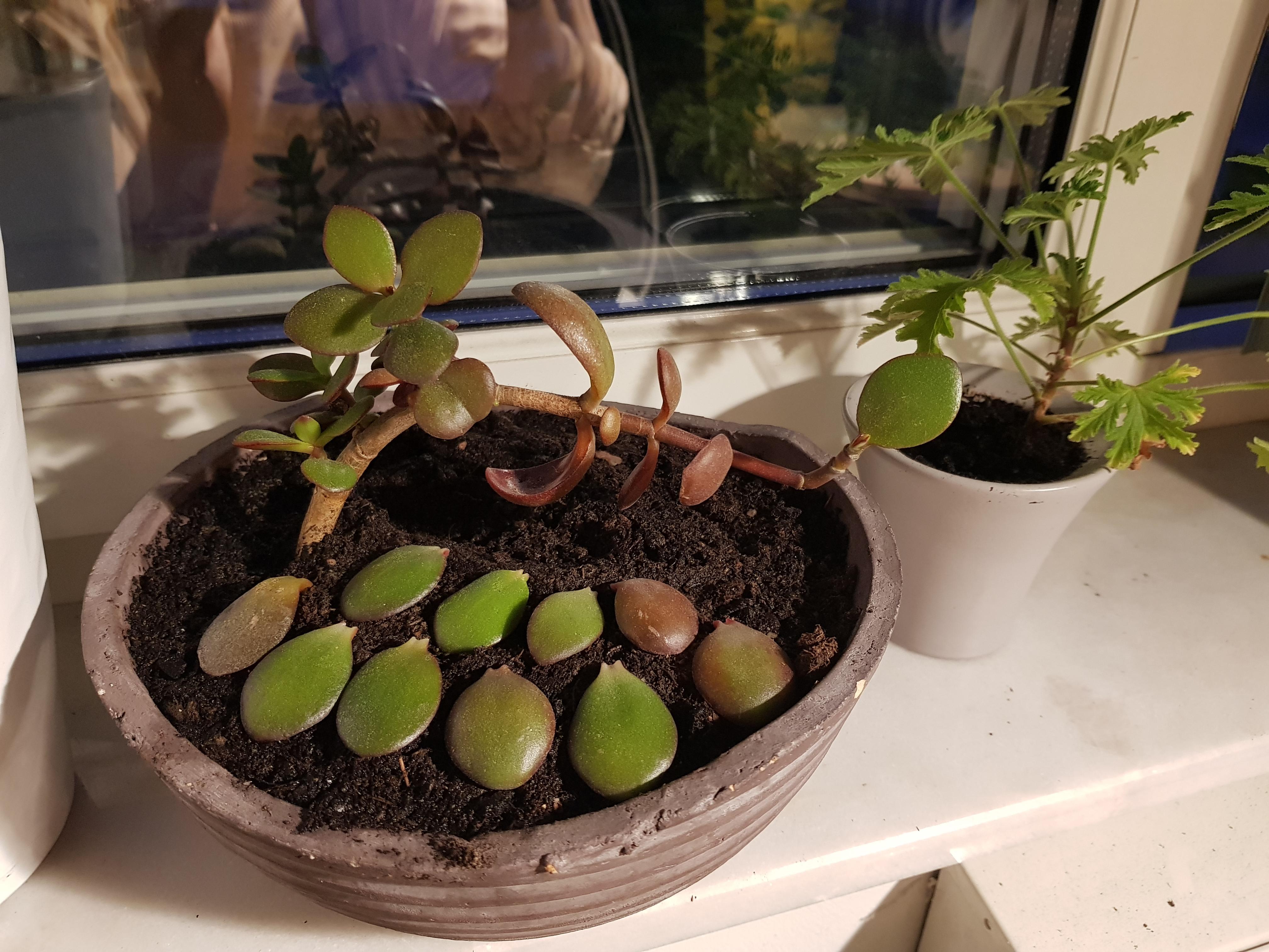 Does anyone know why my jade is losing so many leaves? r/plantclinic