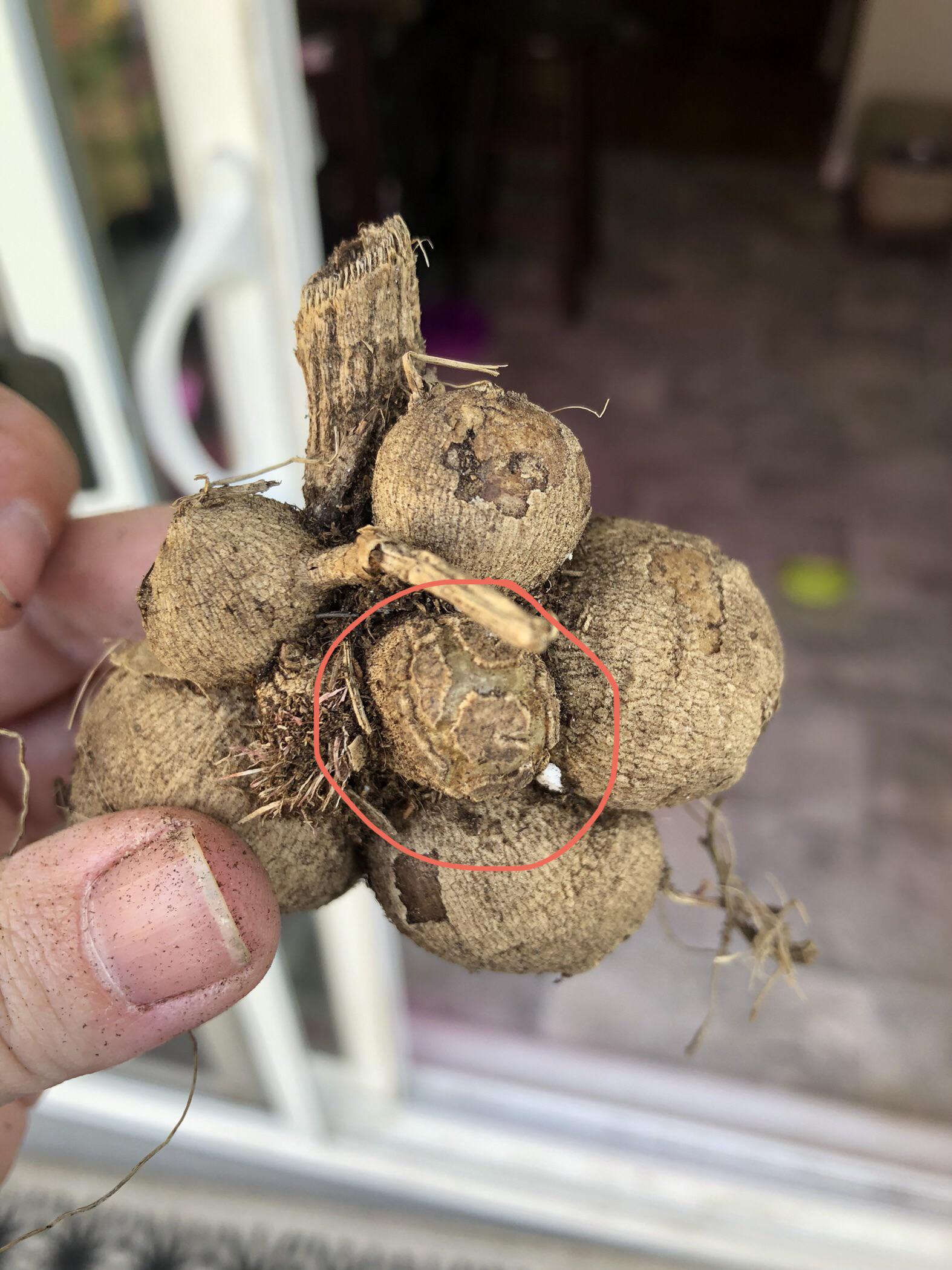 Suspicious? Crown gall? r/dahlias