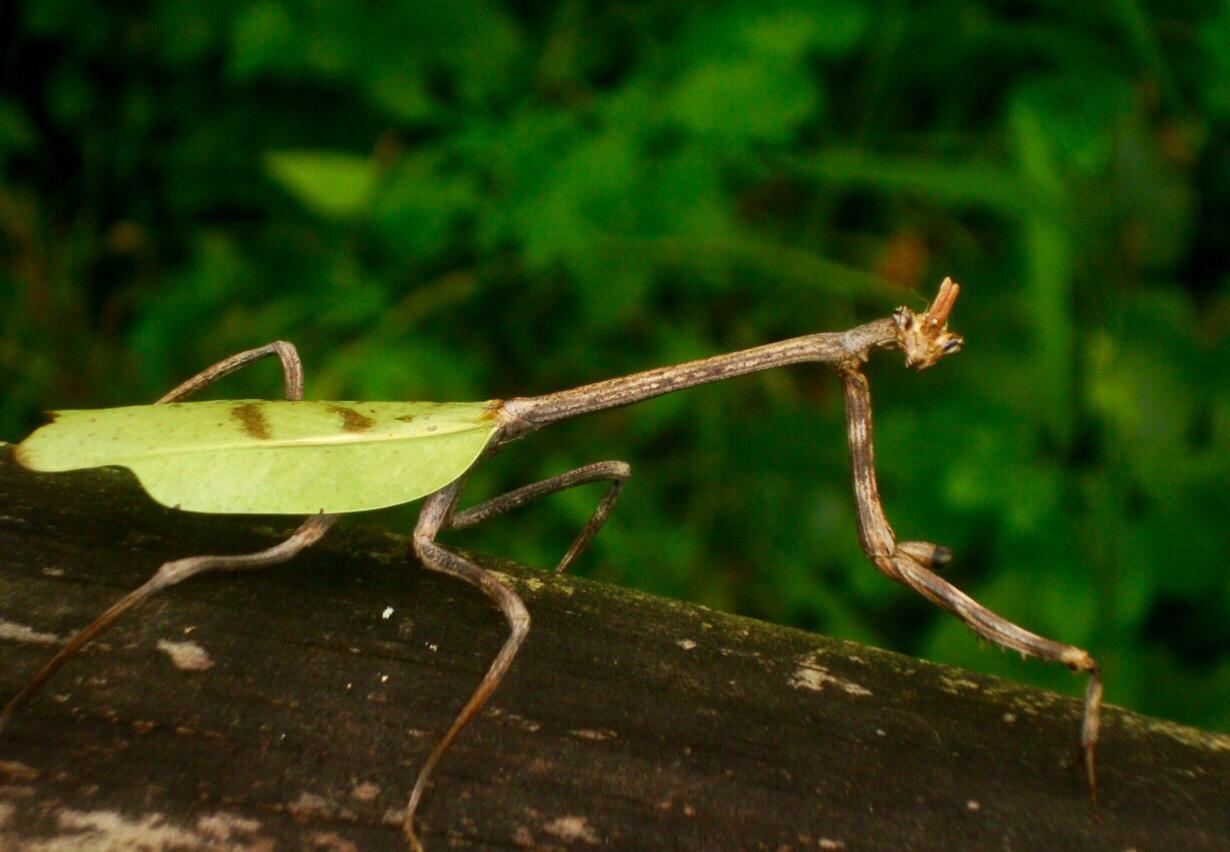 Stick bug or leaf bug? Stickleaf bug! (OC captured while backpacking