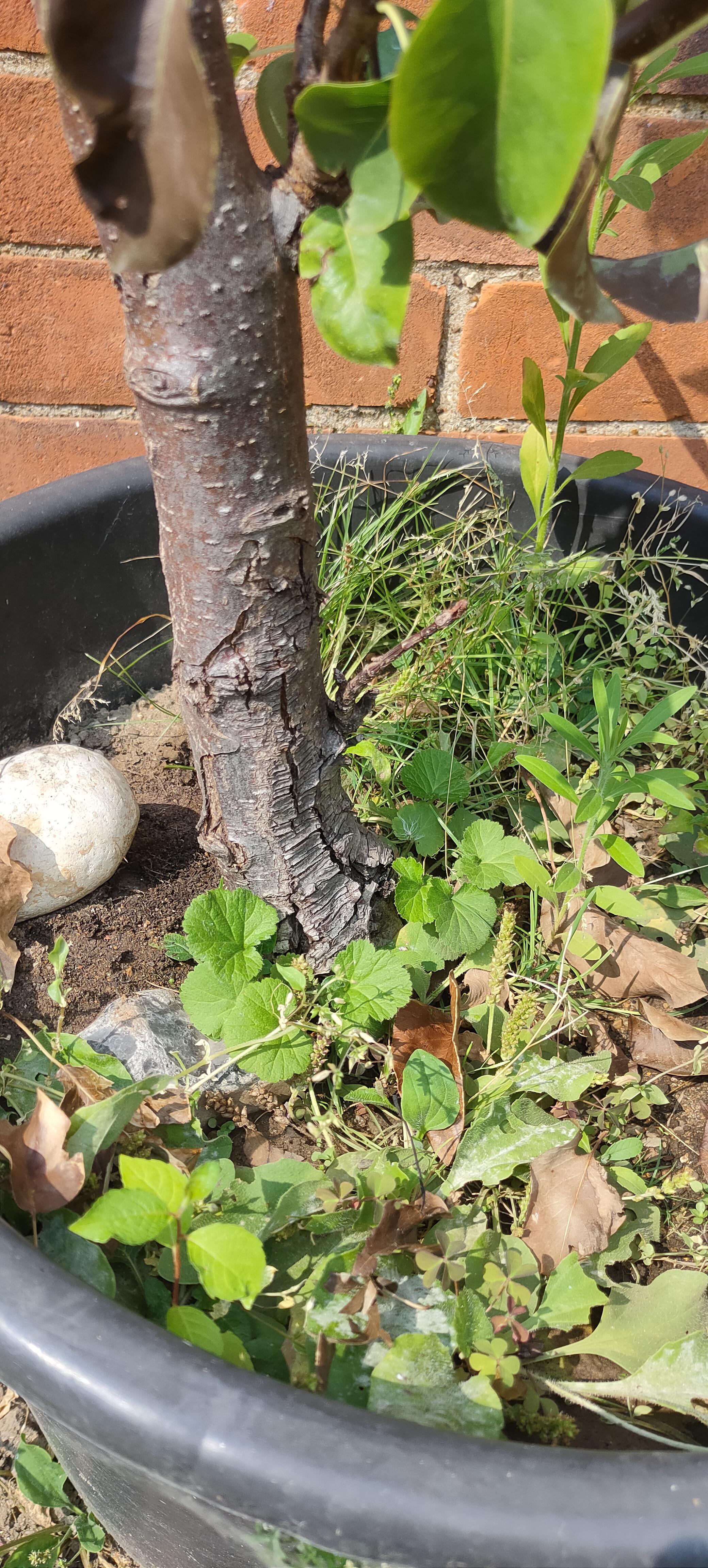 Can anyone help identify why my redbud leaves are turning black? sfwtrees