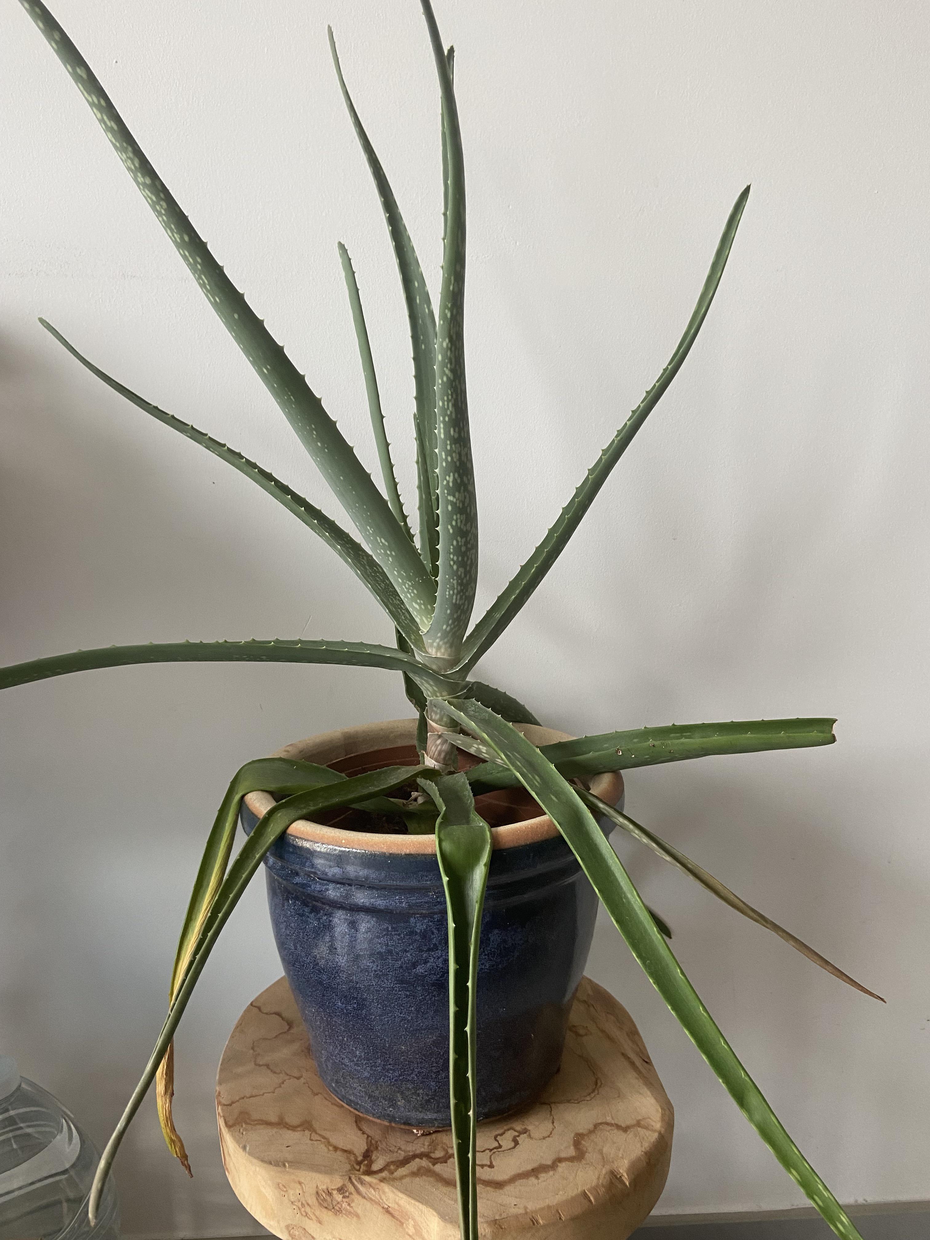Why are the bottom leaves of my aloe all floppy and dying? r/plants