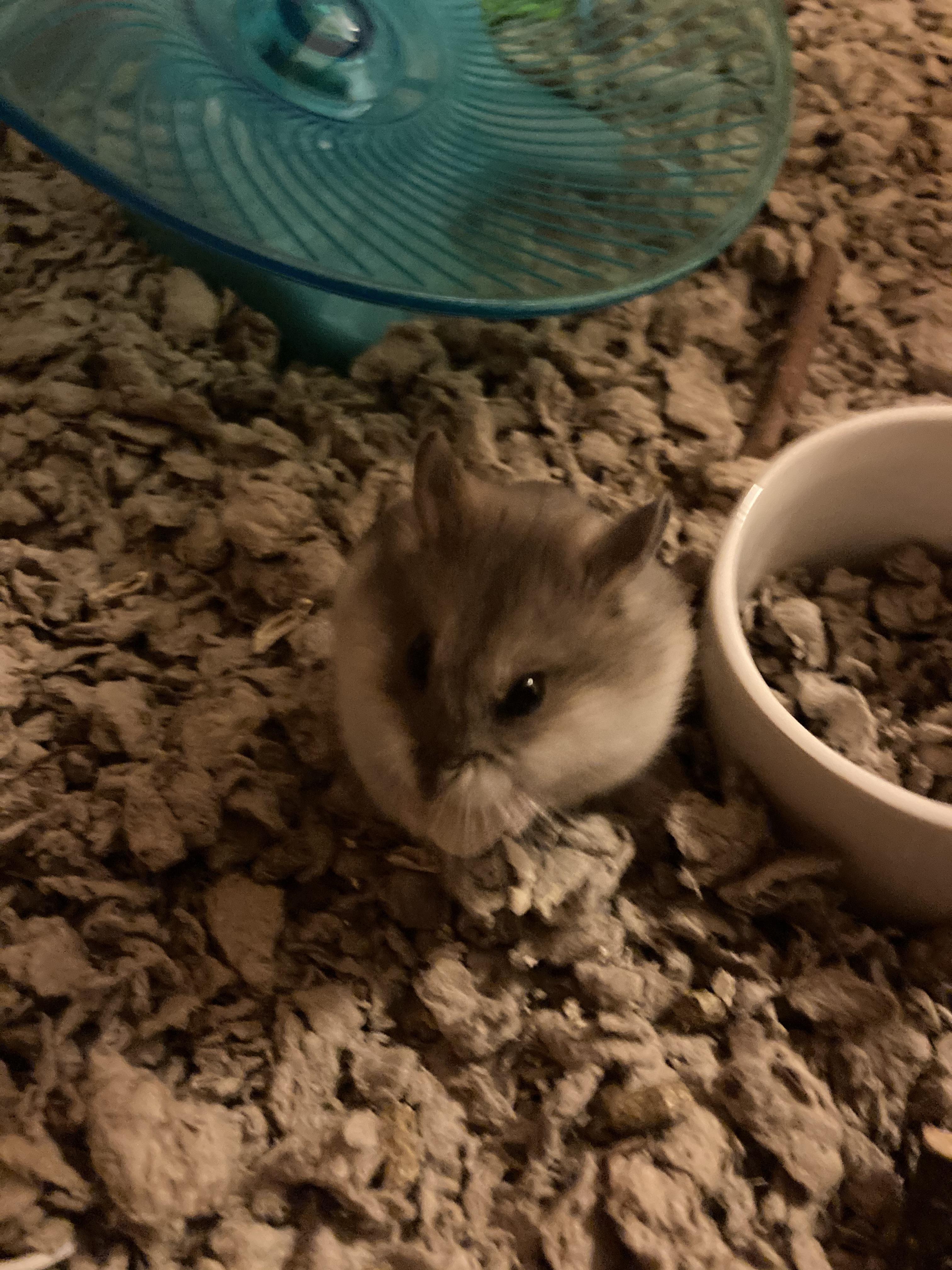 Is feeding too many pumpkin seeds bad for your hamster? Moddy loves