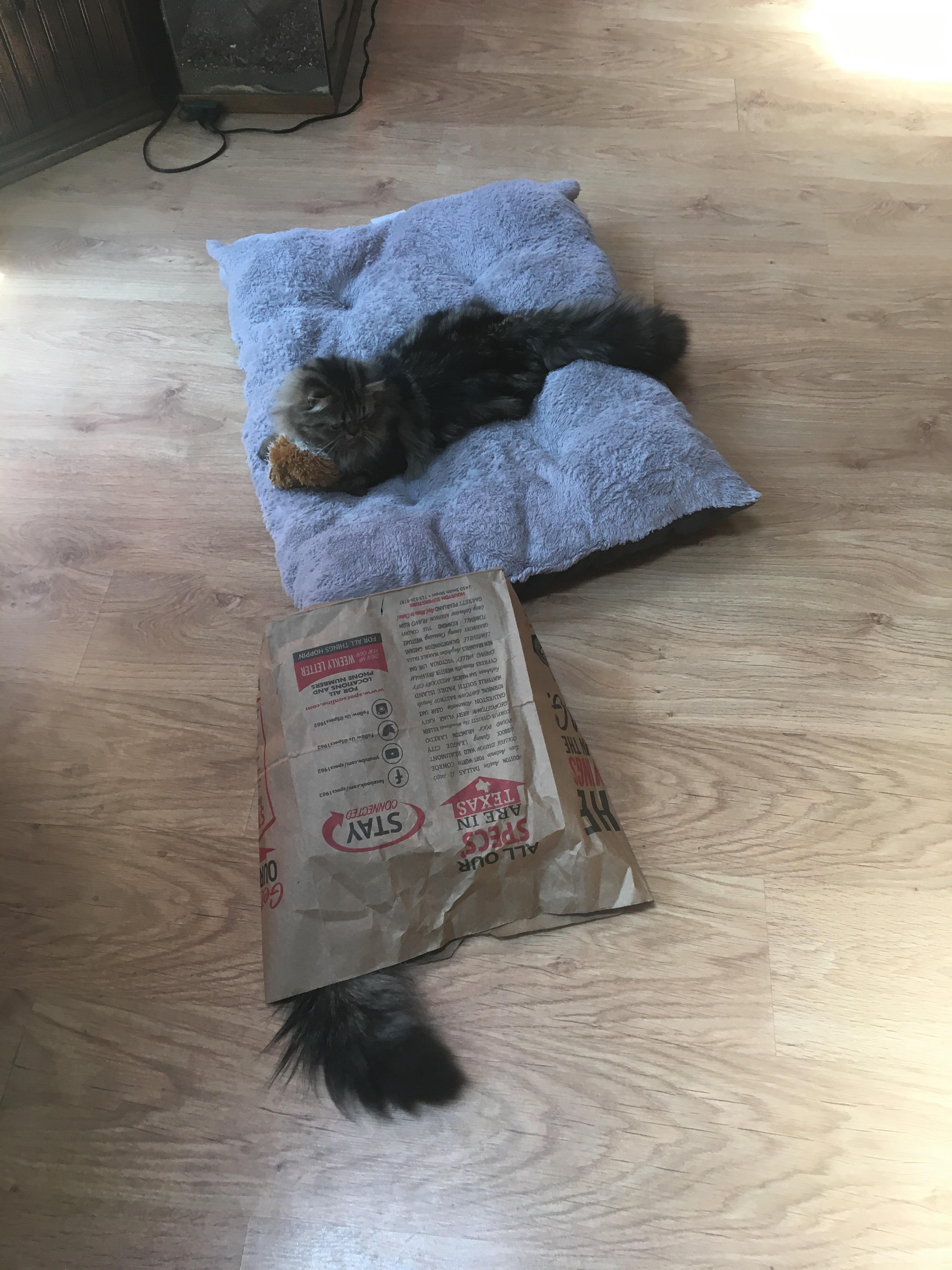 High Maintenance vs Low Maintenance r/cats