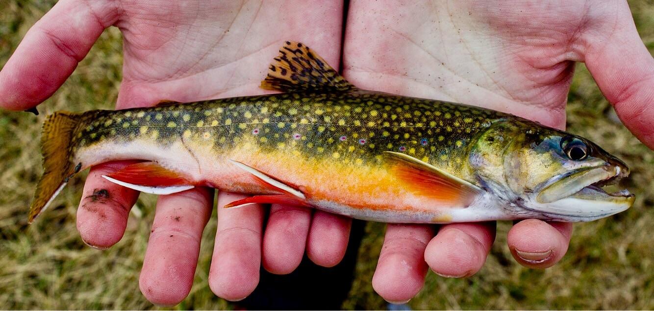My first brookie of last season... and my biggest Wisconsin Brook Trout