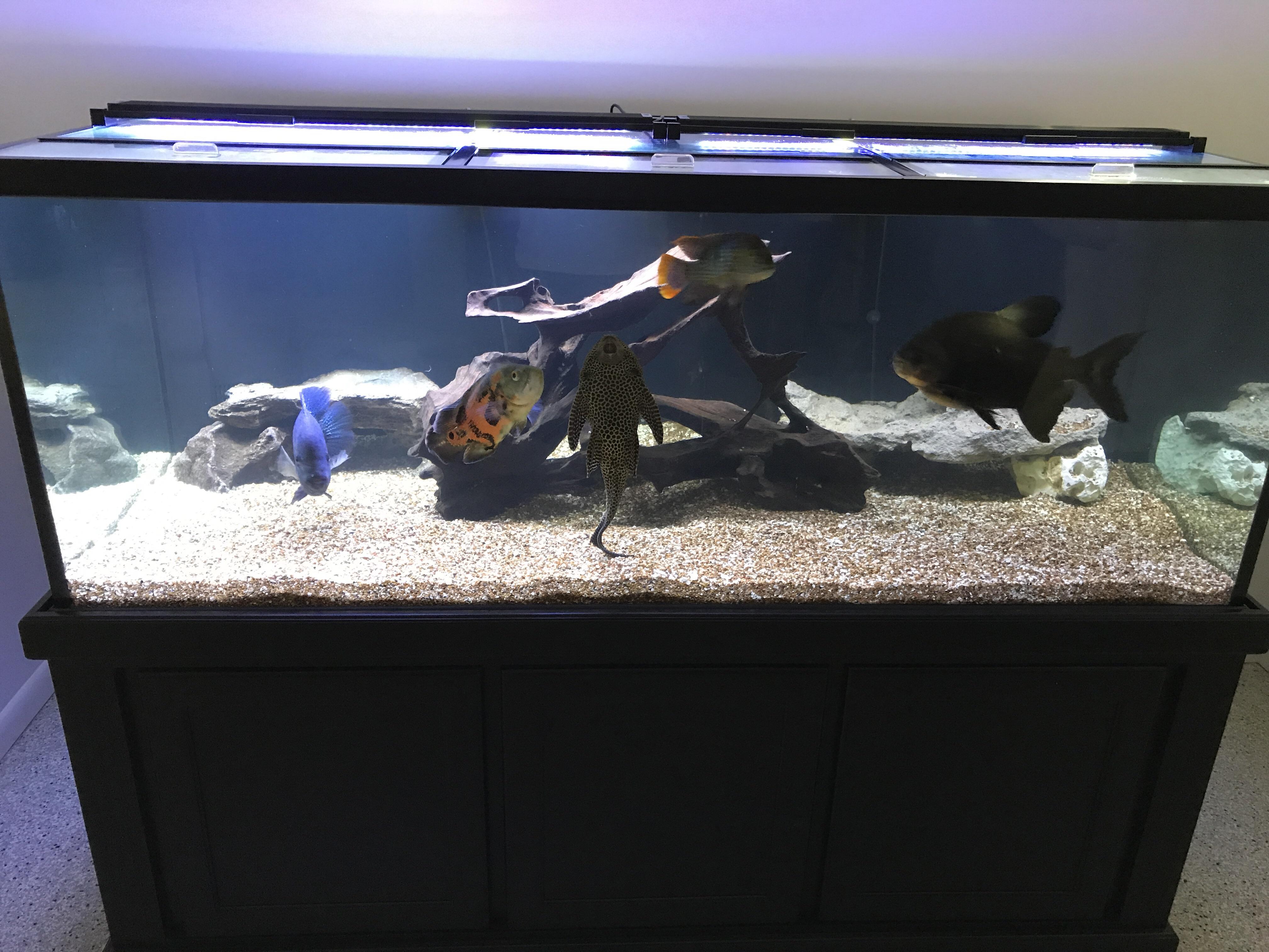 My 300 gal predator tank r/Aquariums