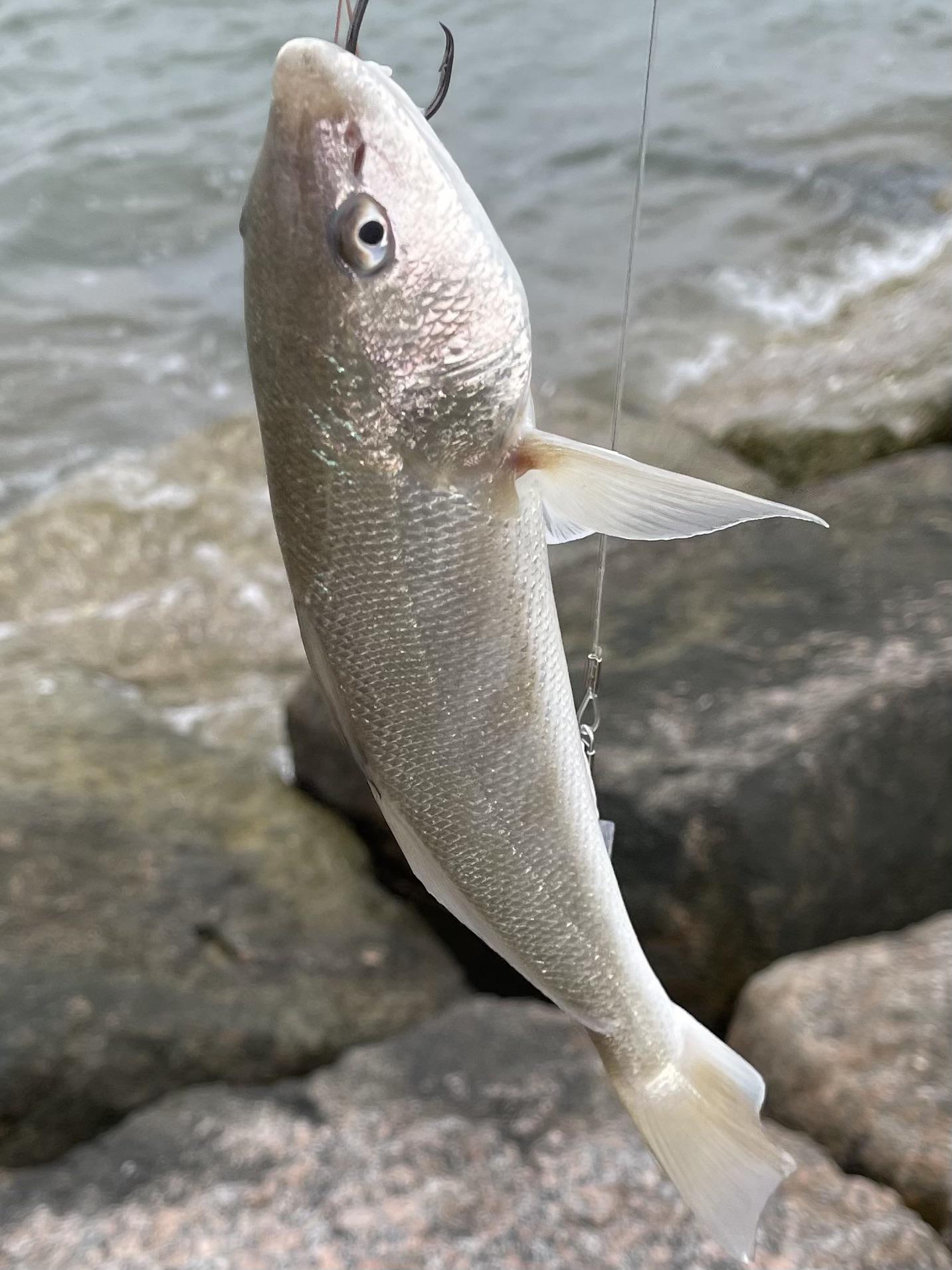 Know what this is? First time salt water fishing. I’m releasing