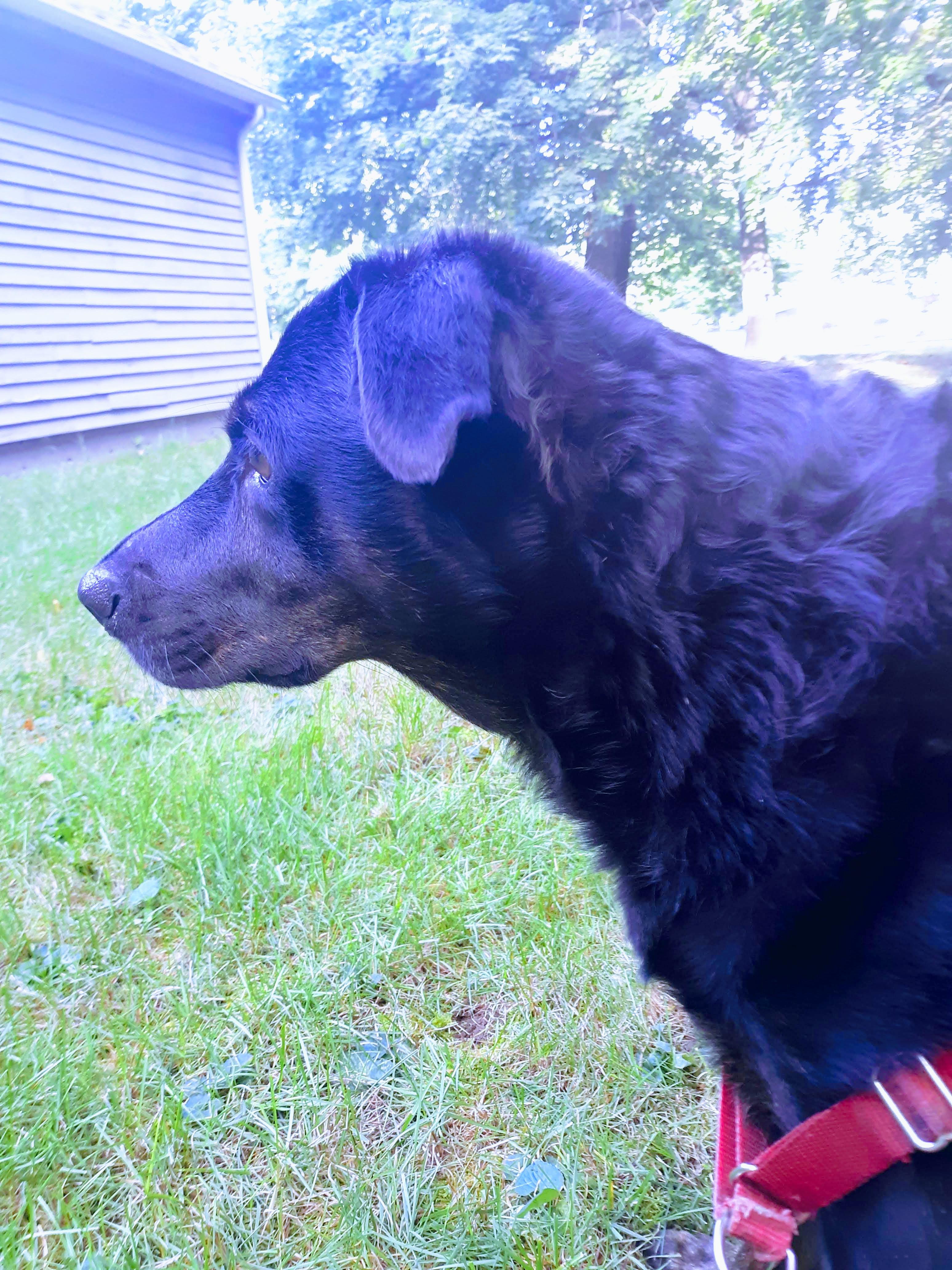 My German Shepherd Lab mix Stella r/GermanShepherd