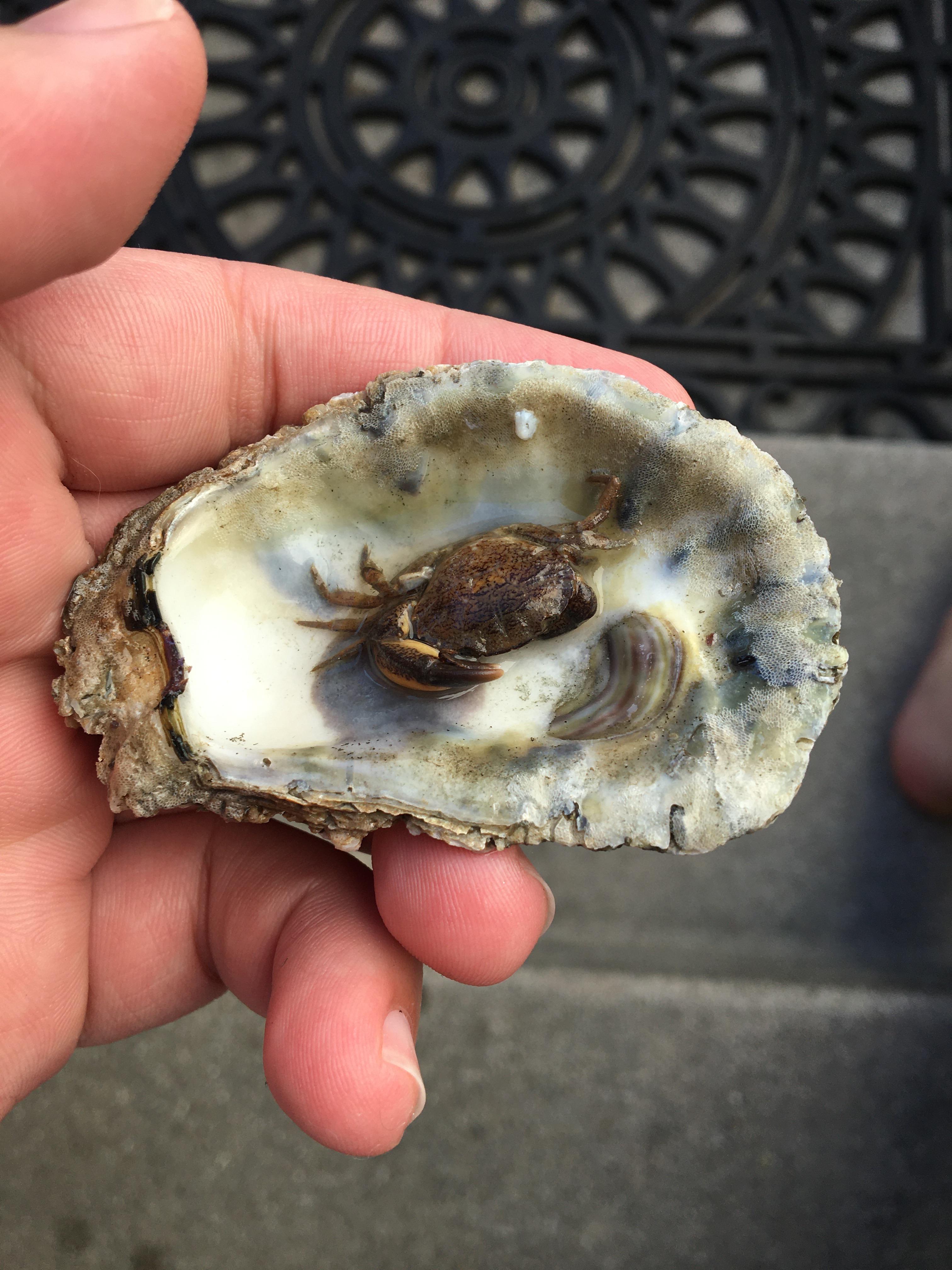My brother was shucking oysters and found a tiny crab inside one