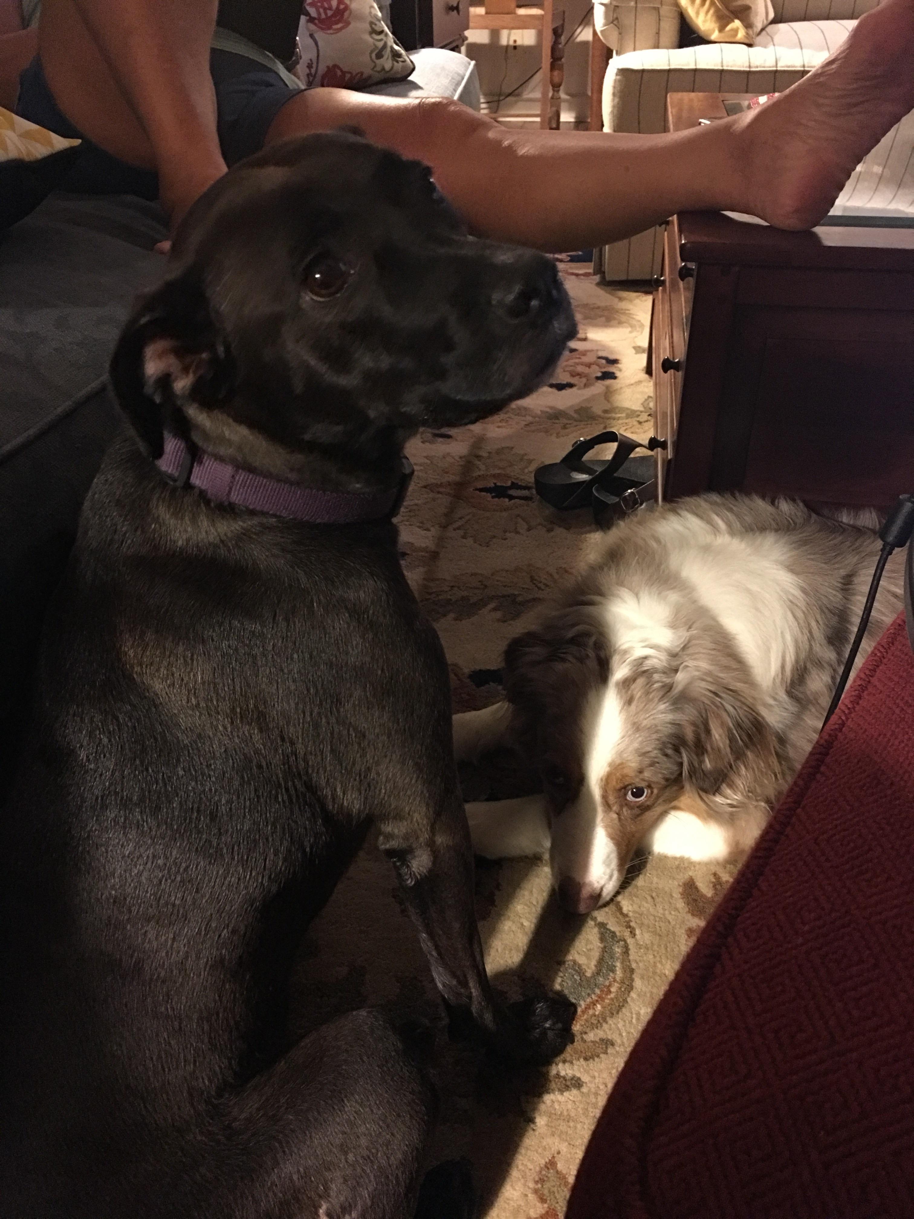 Aja (left, black lab mix) and Ellie (right, Australian shepherd) r