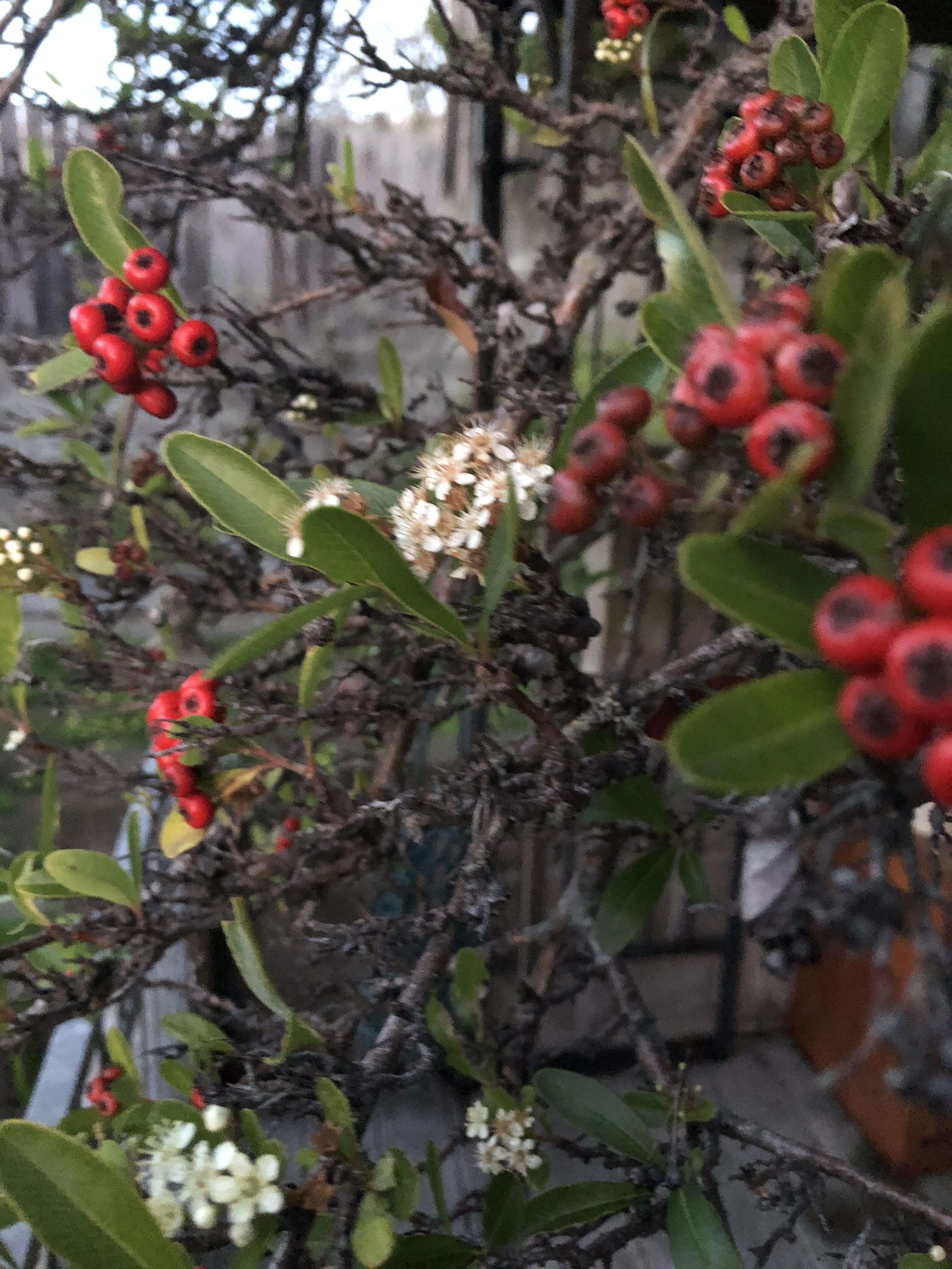 Do you know her? This tree is growing in my backyard, but I can’t