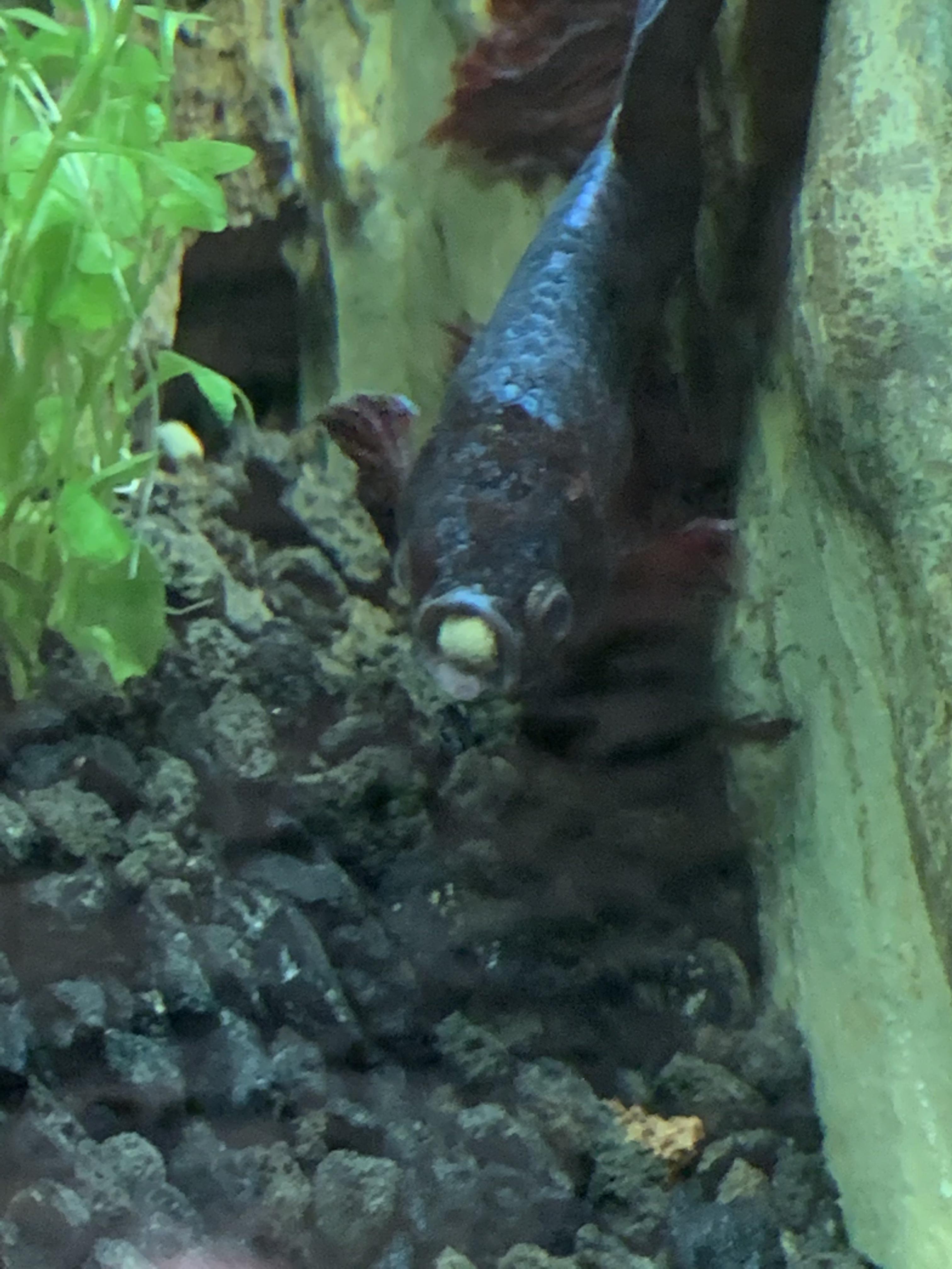 Bob says those stupid dwarf frogs, imma eat those pellets” r