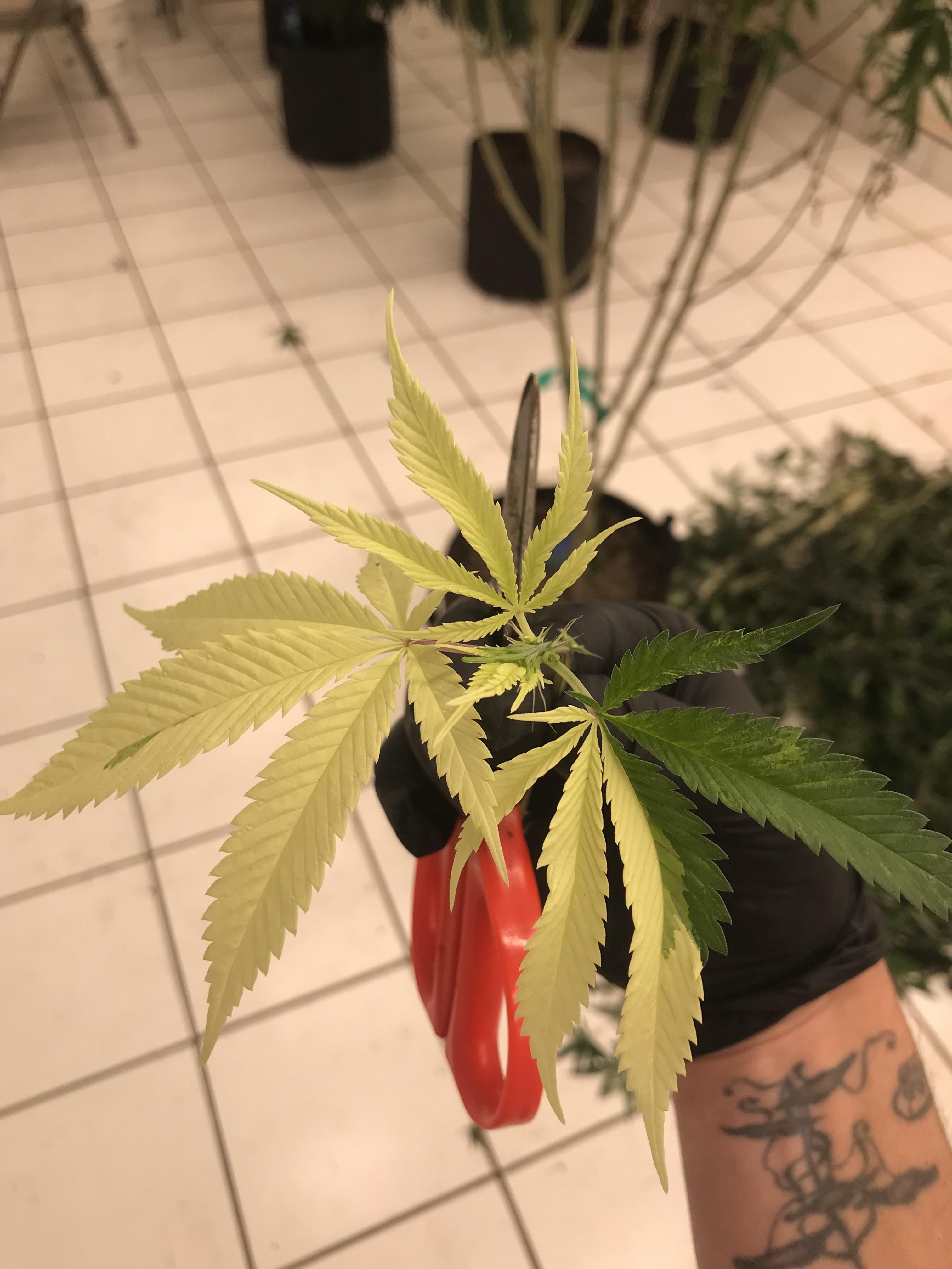 I know it’s not technically a houseplant. But with all the hype around