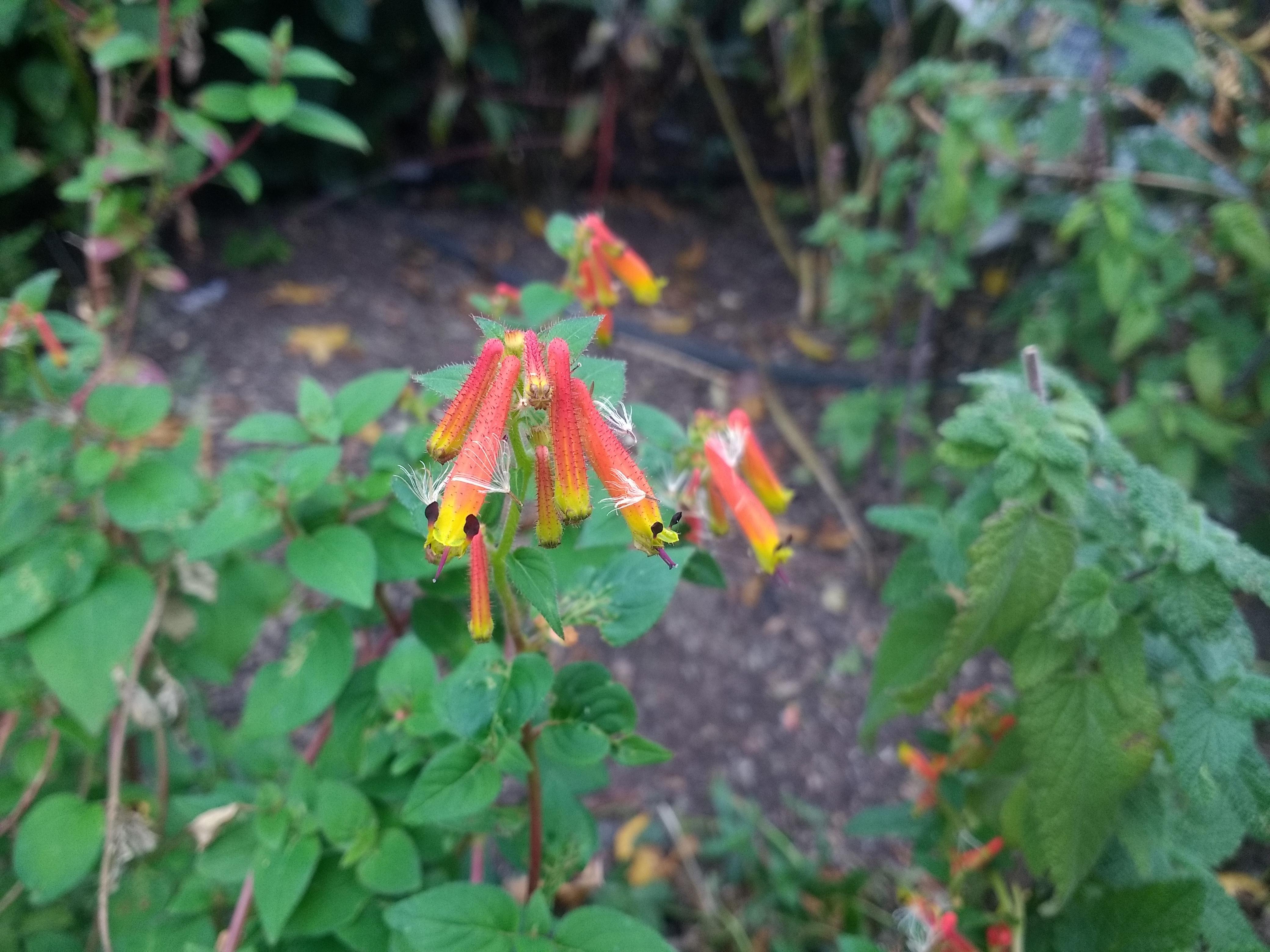 This plants flowers look like snakes r/mildlyinteresting