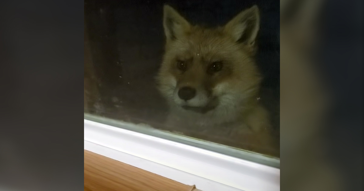 Leaving your curtains open at night gives foxes the opportunity to