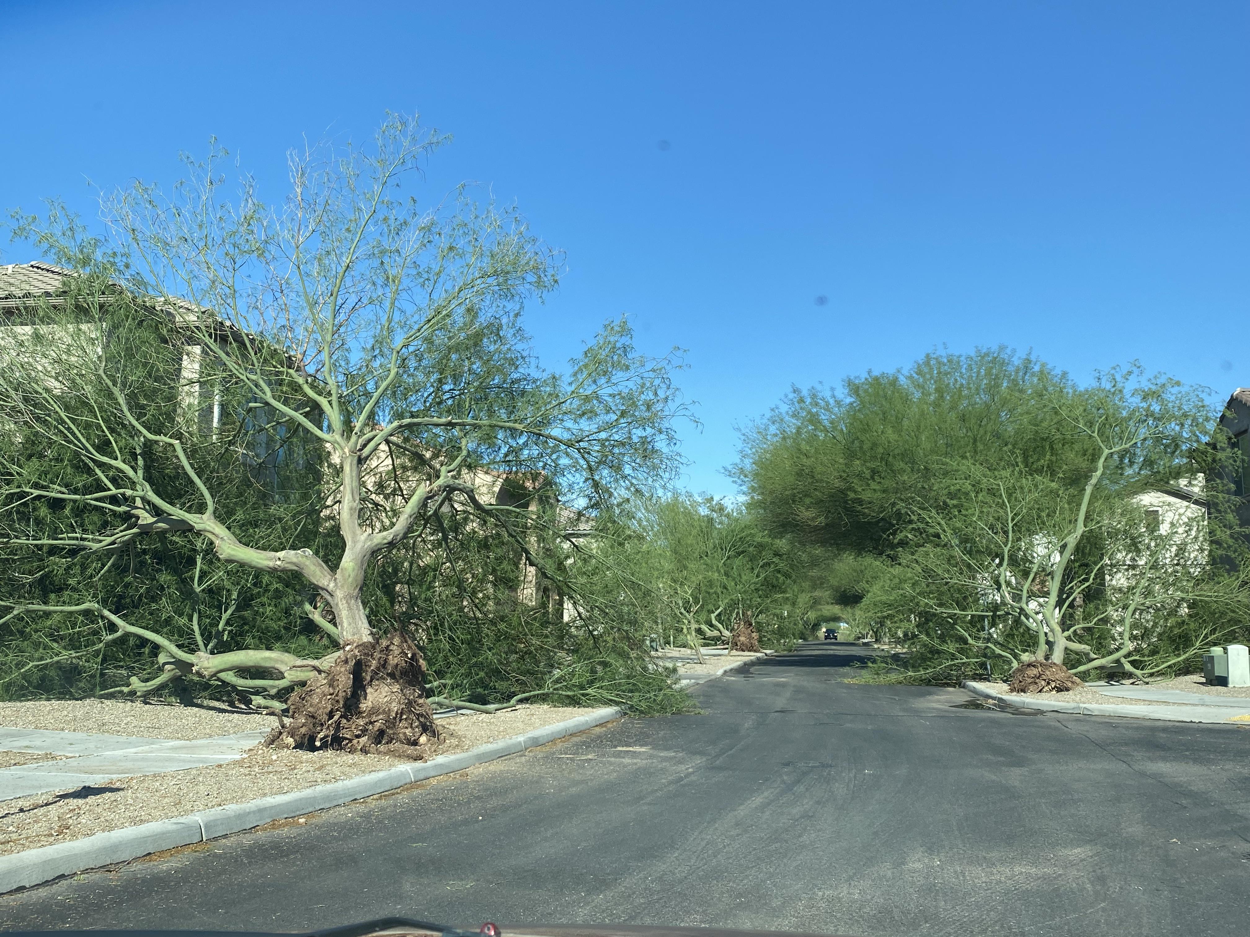 Let’s pour one out for these huge Palo Verdes. South east Tucson. r