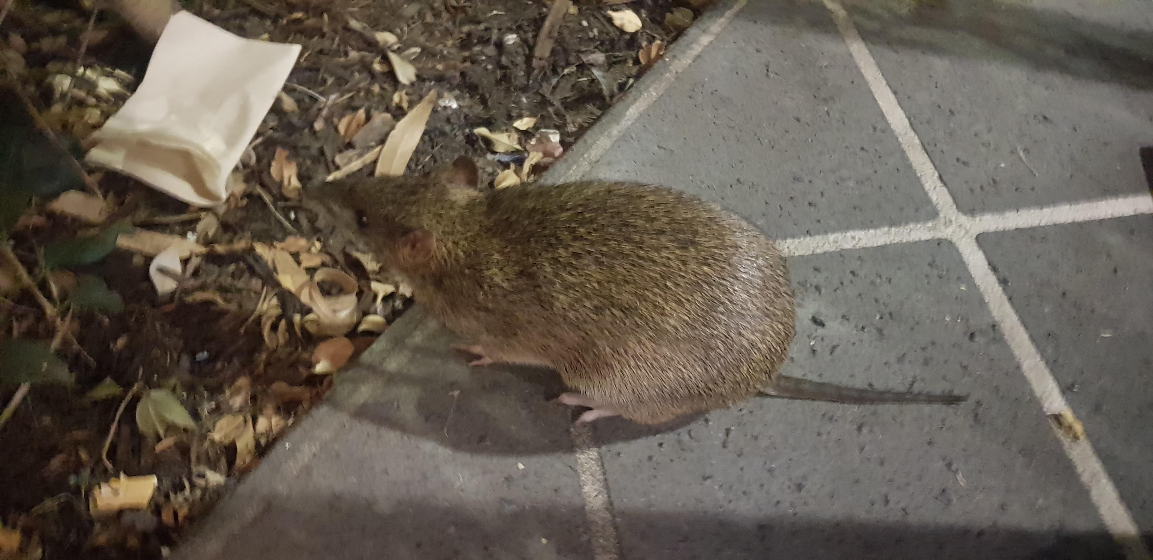 In Brisbane Australia, pretty sure it's not a rat r/Whatisthis