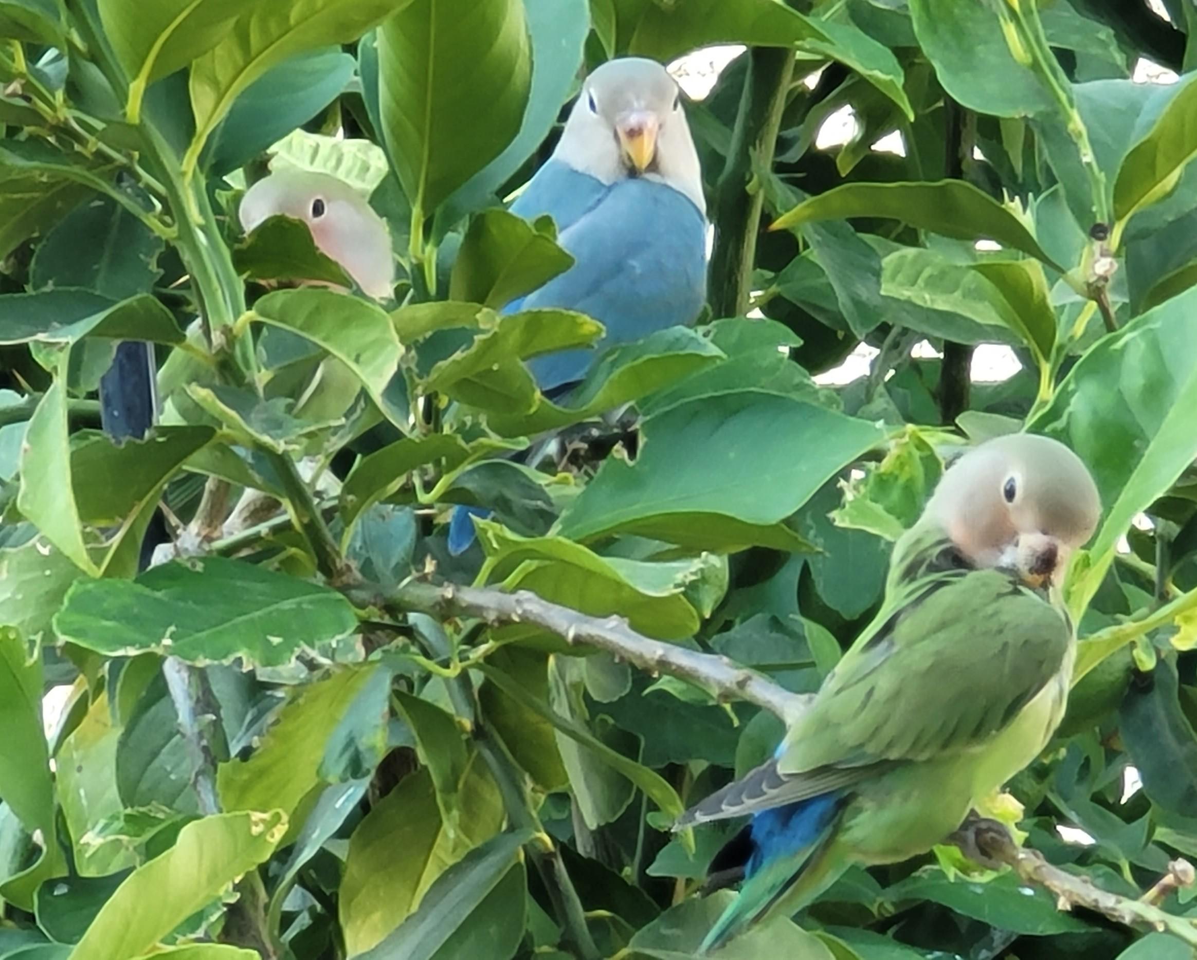Spotted a blue lovebird in my lemon tree!!! Phoenix Arizona. r/Lovebirds