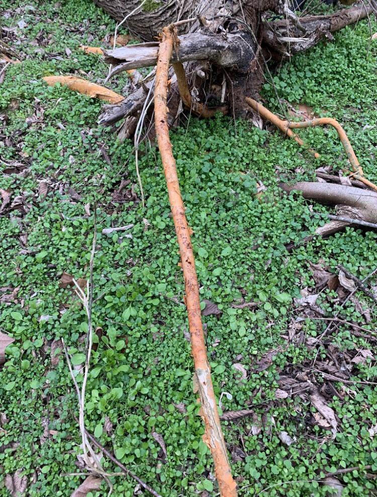 Why is this tree root orange? r/Tree