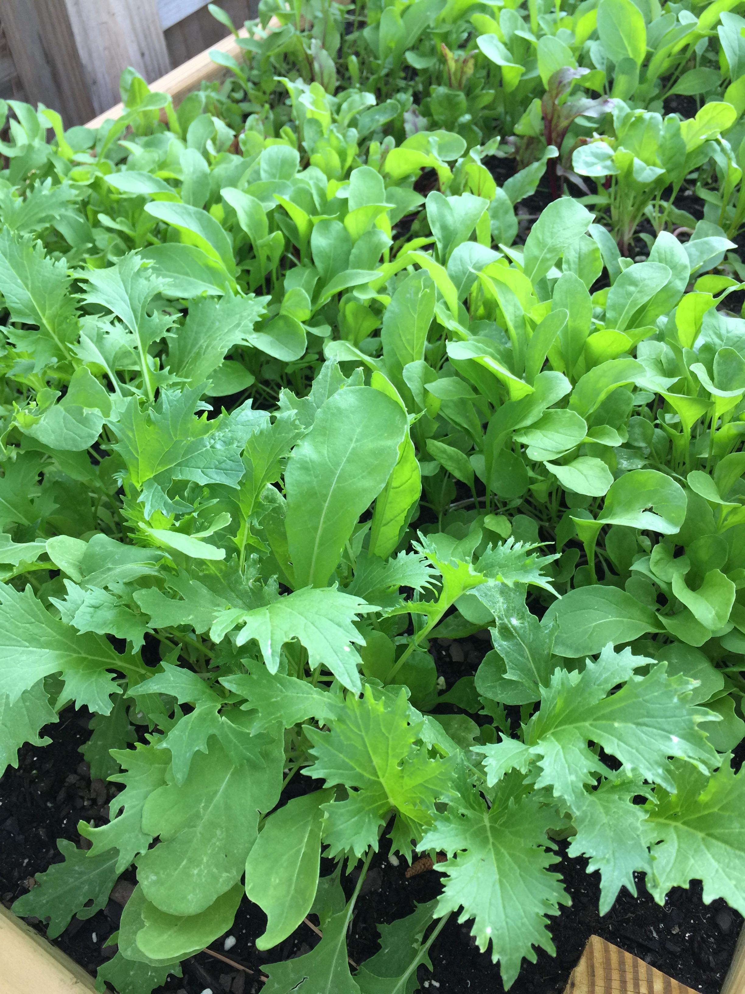 My beautiful salad garden! Rocket salad, frisée and arugula, all grown