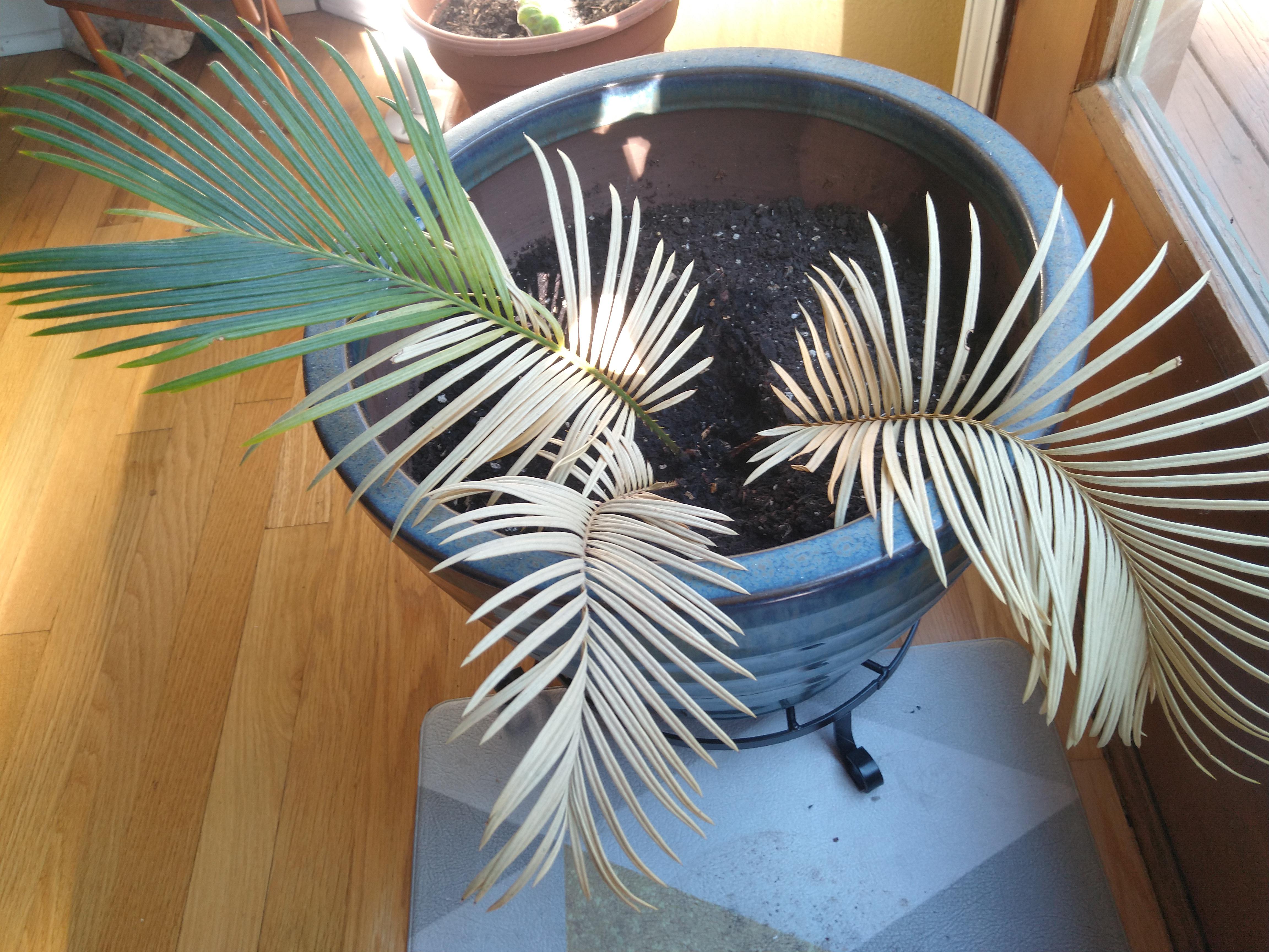 My 6yearold palm tree looks like it's dying. What's wrong with it