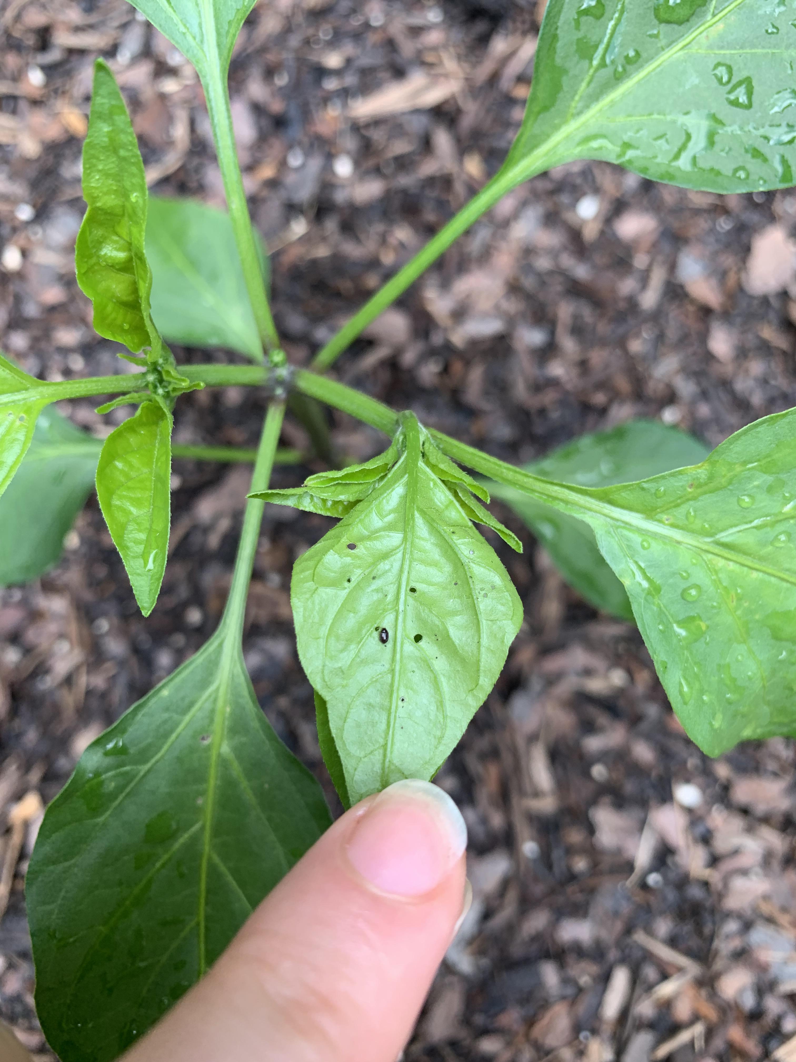 Can someone help me ID what this little blck bug is on my bell pepper