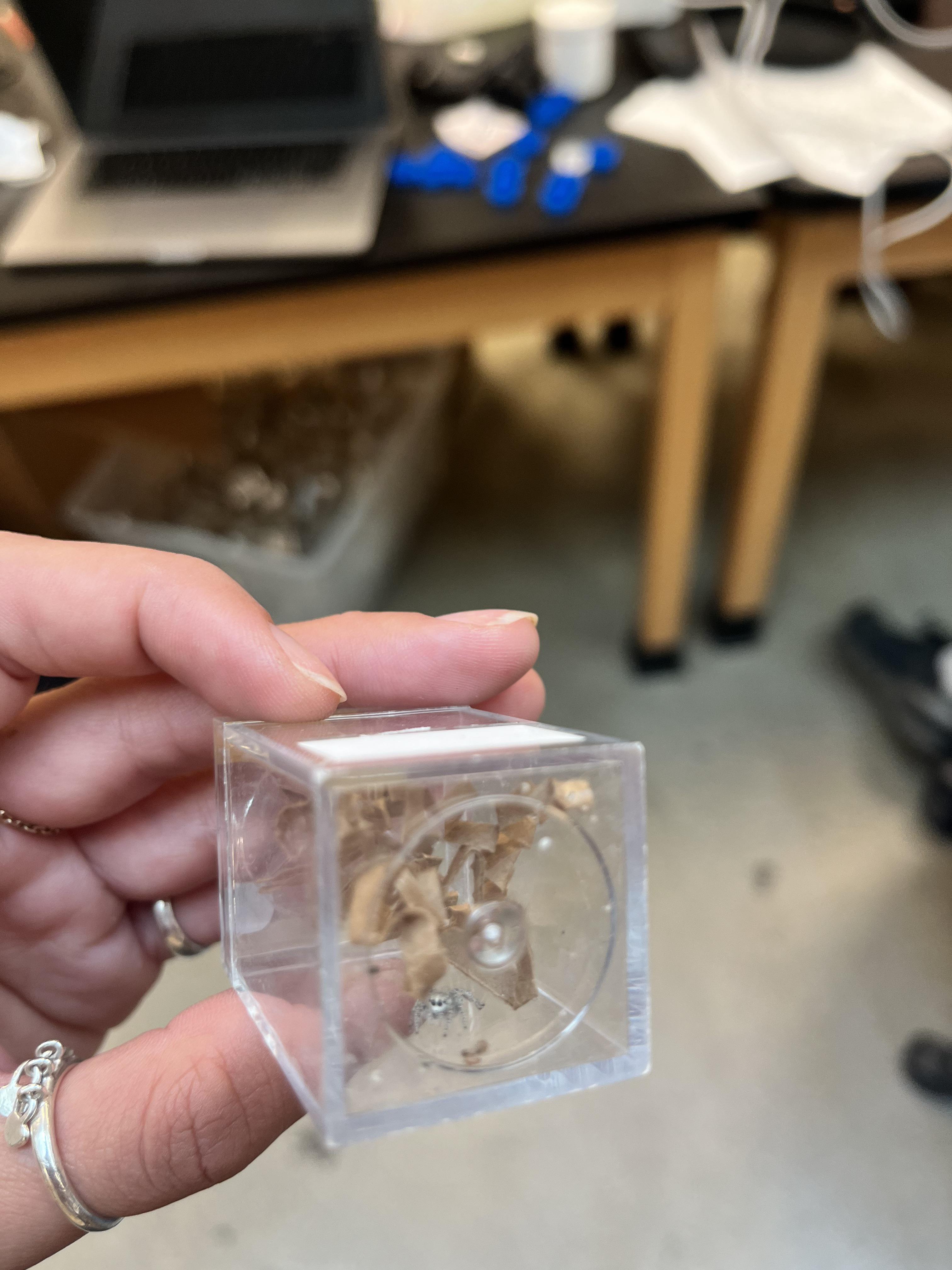 Anyone know what species of jumper? Found in Victorville, Ca r/spiders