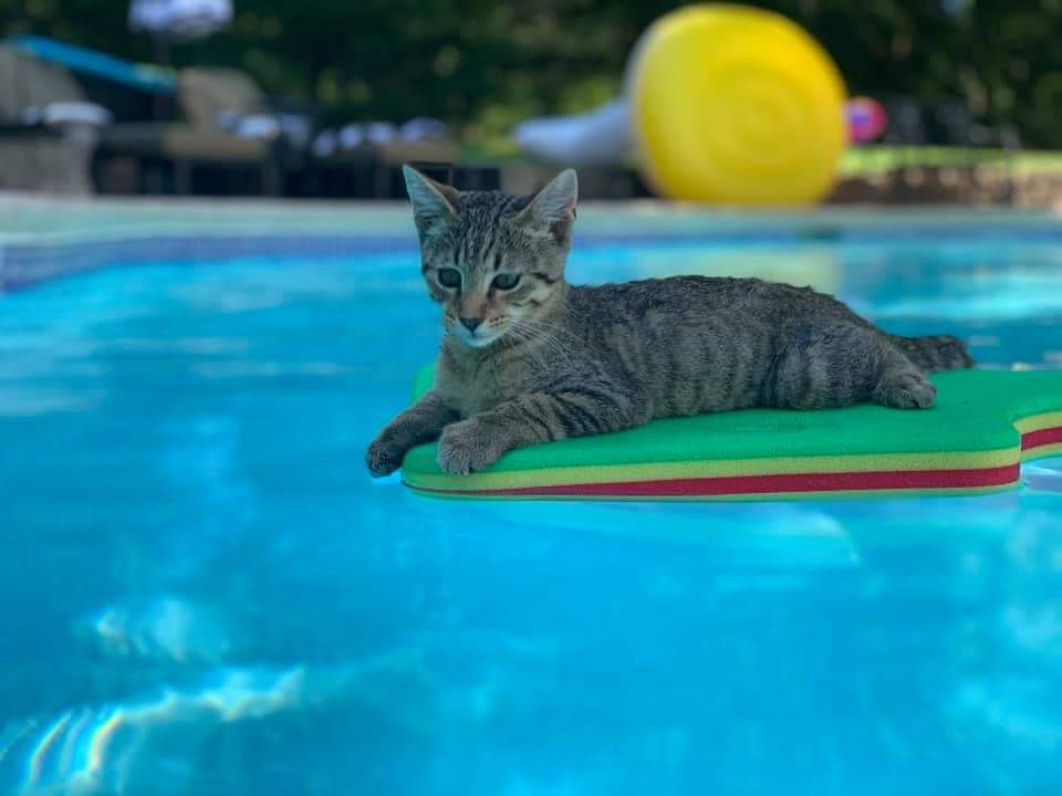 This cat floating in a pool r/MadeMeSmile