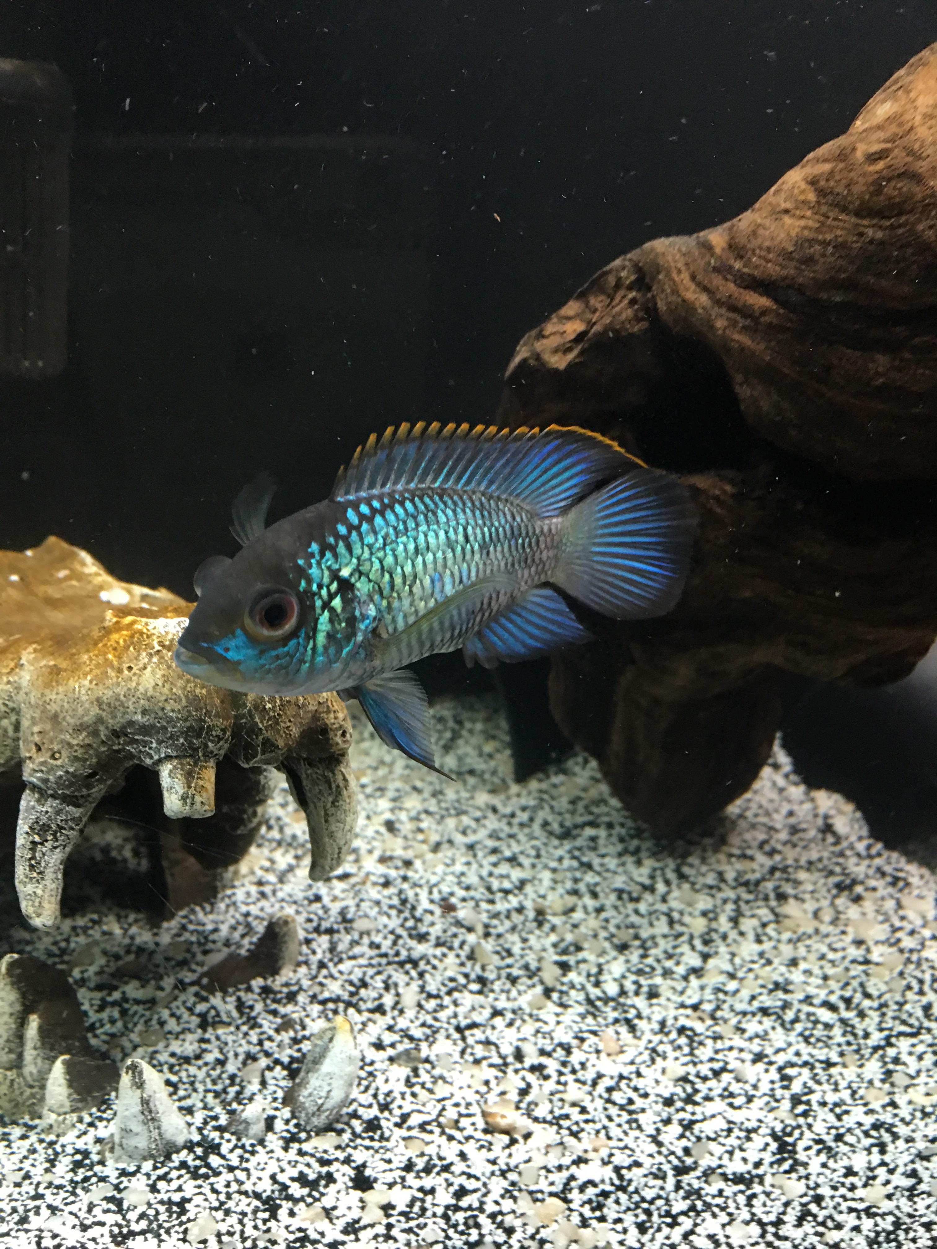 My Electric Blue Acara has def one of my favorite South American